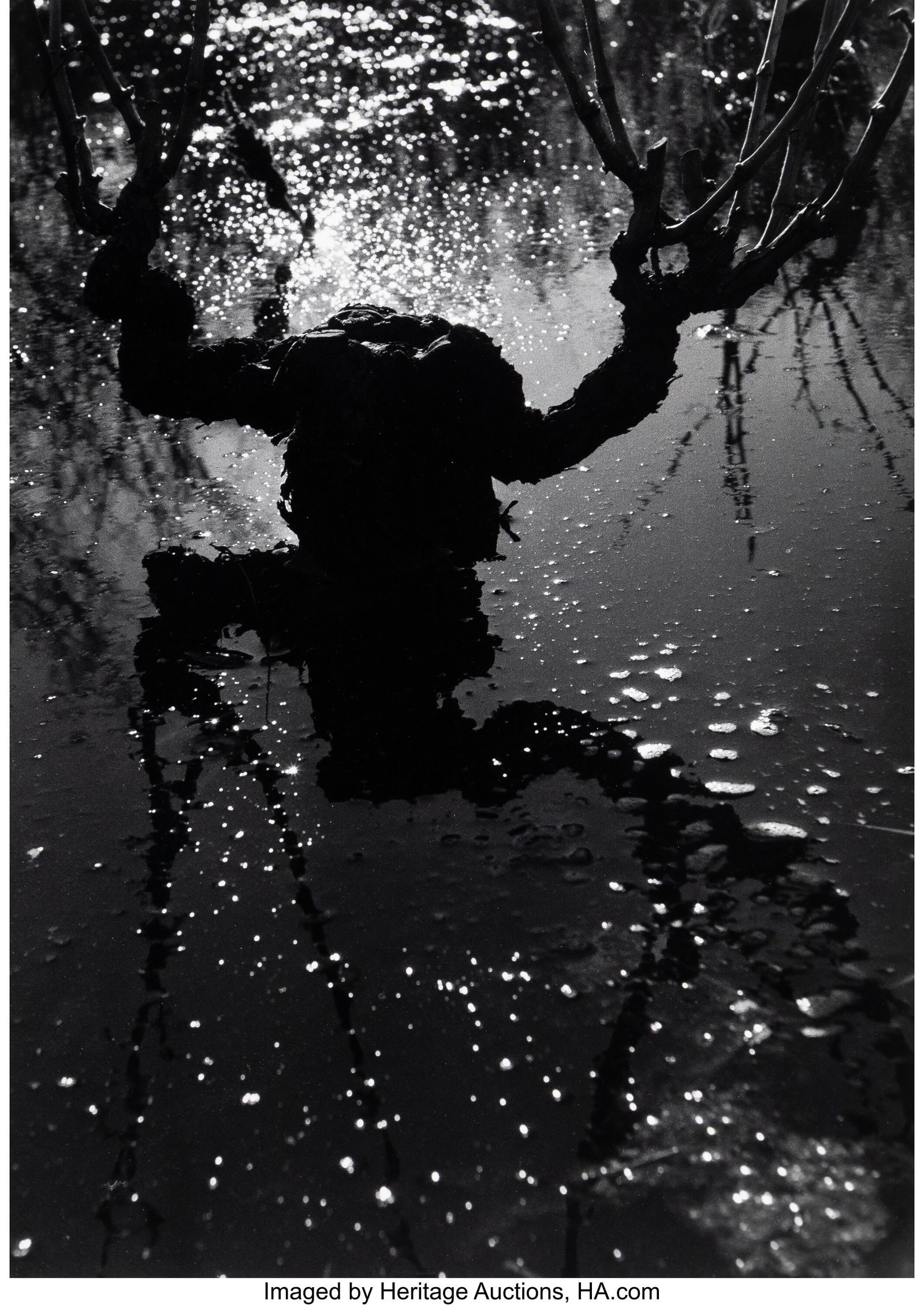 Lucien Clergue (French, 1934-2014) Vignes in en (1 of 3)