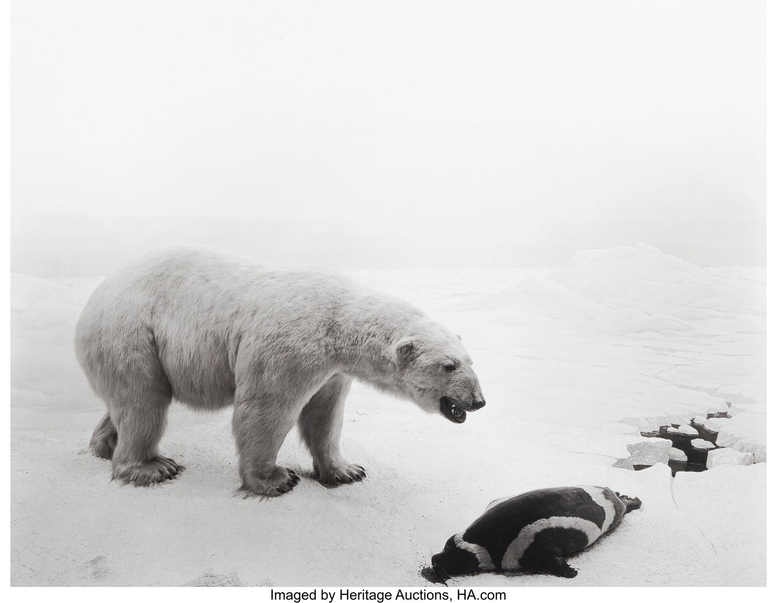 Hiroshi Sugimoto (Japanese, b. 1948) Polar Bear, (1 of 2)