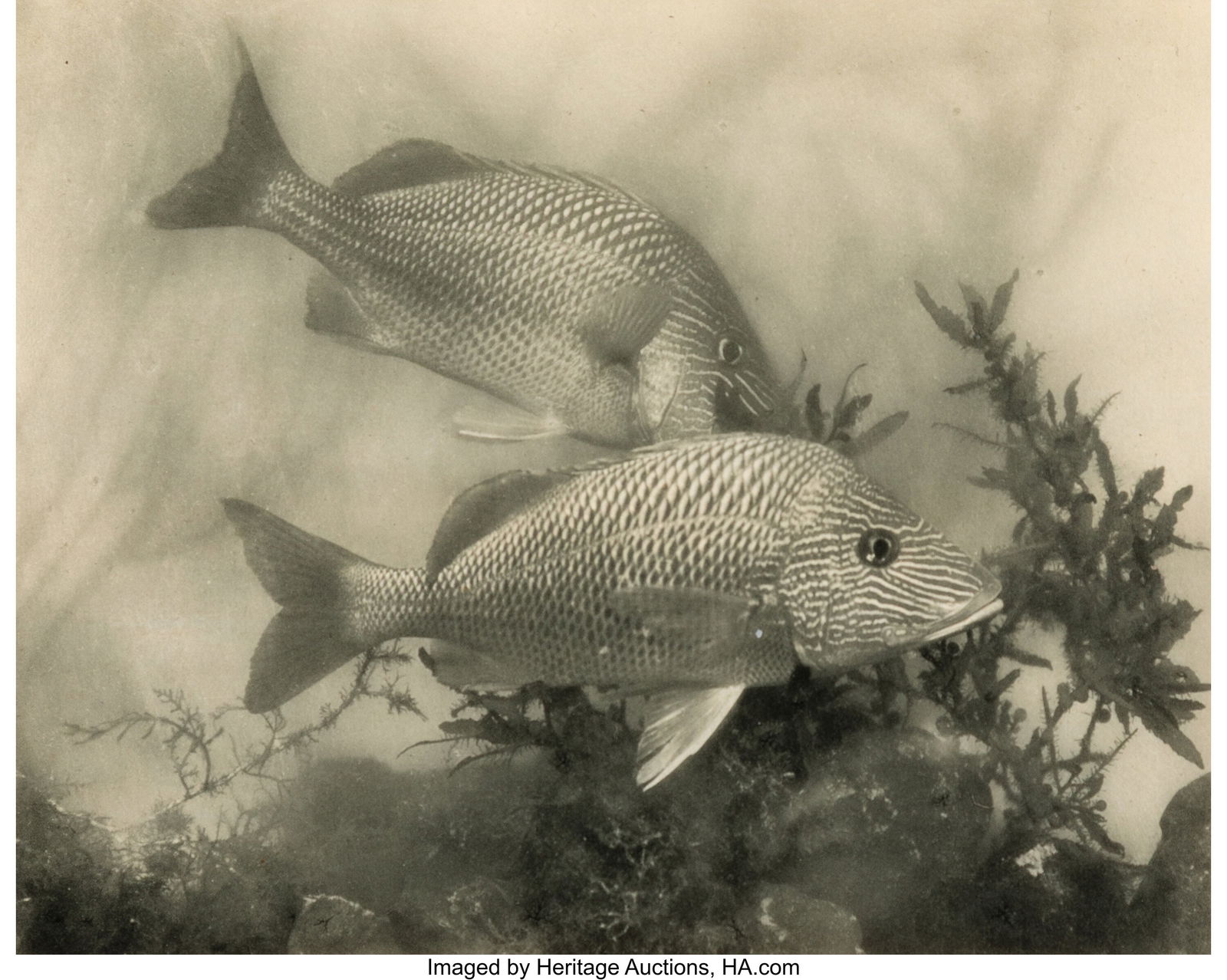 Arthur Radclyffe Dugmore (British, 1870-1955) Fi (1 of 3)