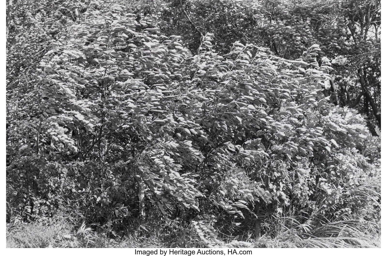 Kazuo Kitai (Japanese, b. 1944) Habaura, Funabas (1 of 3)