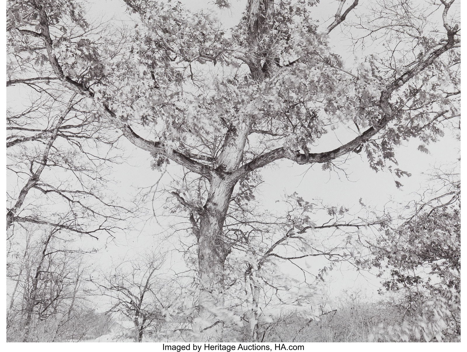 William S. Sutton (American, b. 1956) Group of 5 (1 of 7)