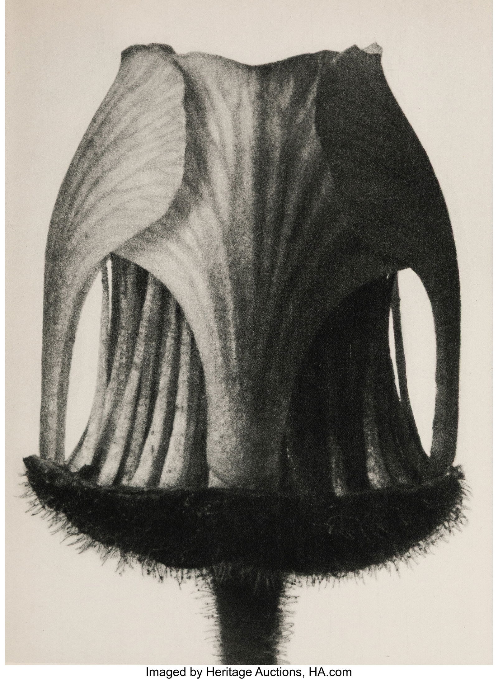 Karl Blossfeldt (German, 1865-1932) Group of 10: Karl Blossfeldt (German, 1865-1932) Group of 10 plates from Urformen der Kunst (Plates 11-20), 1929 Photogravures 12-1/4 x 9-1/4 inches (31.1 x 23&p