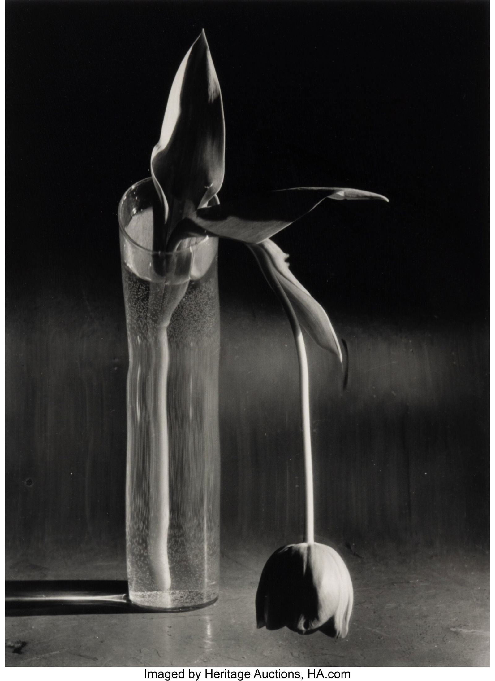 André Kertész (Hungarian, 1894-1985) Melanchol: André Kertész (Hungarian, 1894-1985) Melancholic Tulip, 1939 Gelatin silver print, printed later 13-5/8 x 10 inches (34.6 x 25.4 cm&rpa
