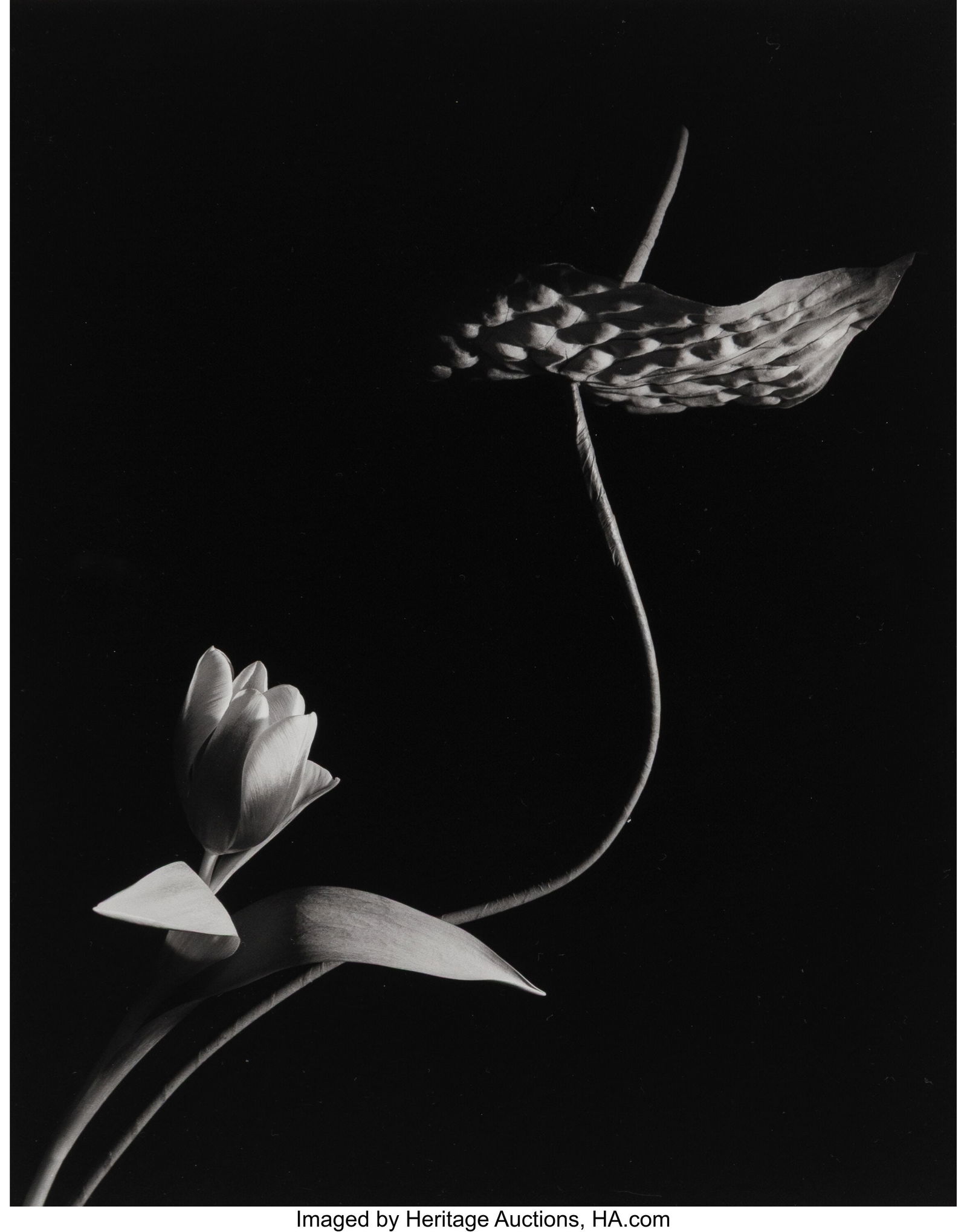 Horst P. Horst (American/German, 1906-1999) Tuli (1 of 3)