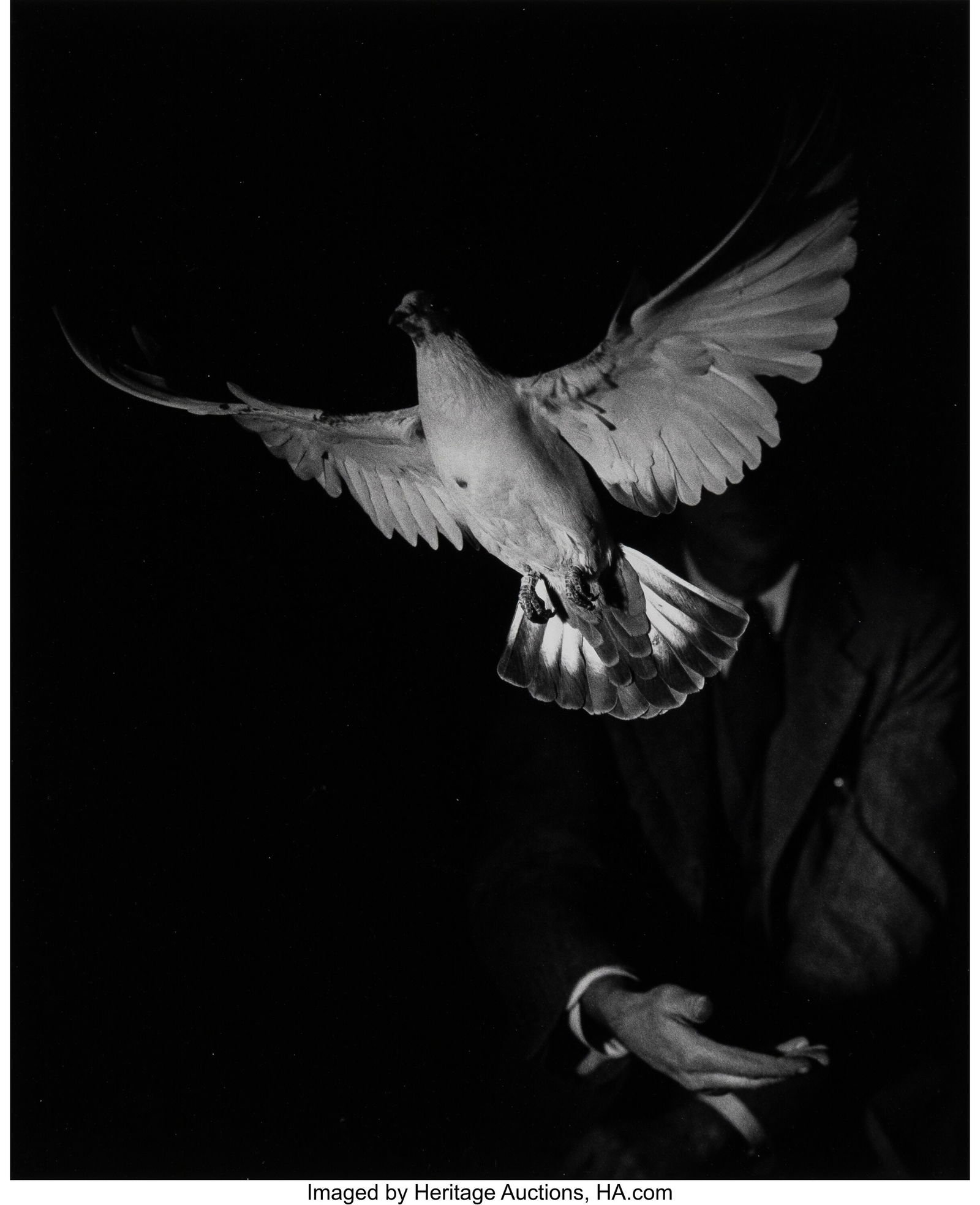 Dr. Harold Eugene Edgerton (American, 1903-1990): Dr. Harold Eugene Edgerton (American, 1903-1990) Dove Rising, 1934 Gelatin silver print, printed later 17-3/4 x 14-1/2 inches (45.1 x 36.8