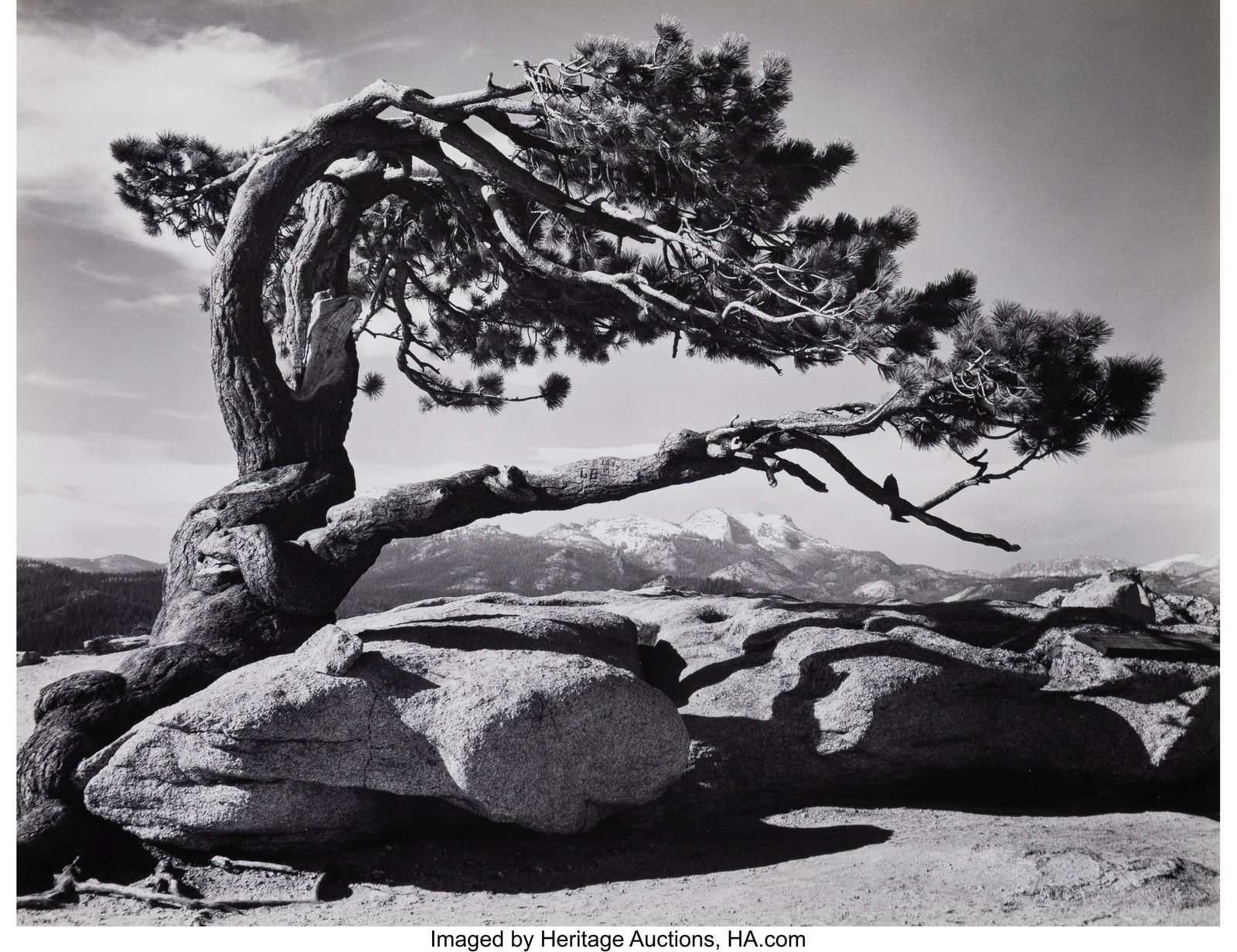 Ansel Adams (American, 1902-1984) Jeffrey Pine o (1 of 3)