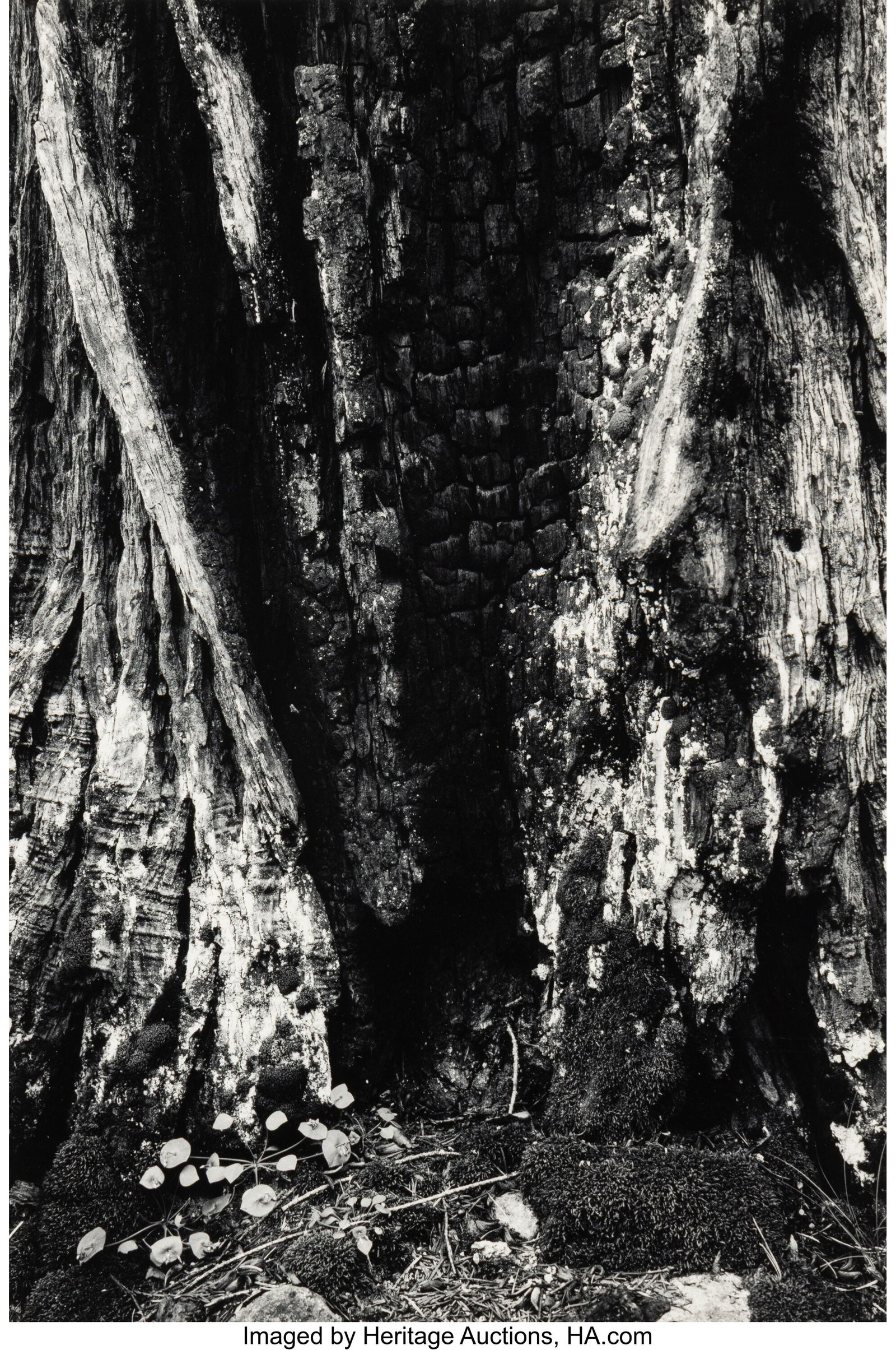 Ansel Adams (American, 1902-1984) Burnt Stump an: Ansel Adams (American, 1902-1984) Burnt Stump and New Grass, Sierra Nevada, circa 1930s Gelatin silver print 6-3/4 x 4-5/8 inches (17.1 x 11.7 cm