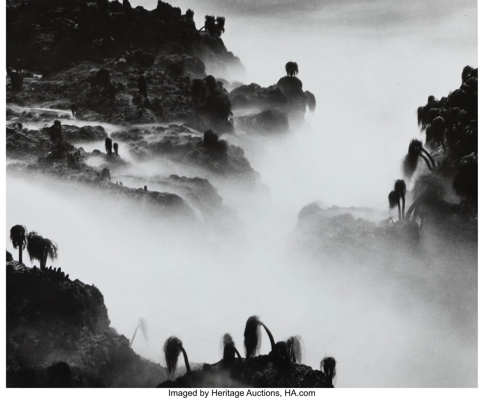 Wynn Bullock (American, 1902-1975) Sea Palms, 19: Wynn Bullock (American, 1902-1975) Sea Palms, 1968 Gelatin silver print 7 x 8-1/2 inches (17.8 x 21.6 cm) (image) 8 x 10 inches (sheet&
