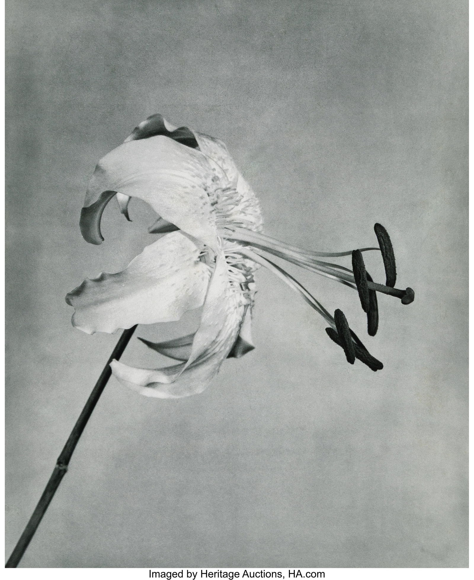 Robert Mapplethorpe (American, 1946-1989) Untitl: Robert Mapplethorpe (American, 1946-1989) Untitled (Lily) from Flowers Portfolio, 1983 Toned photogravure 21-1/2 x 17-1/2 inches (54.6 x 44.5