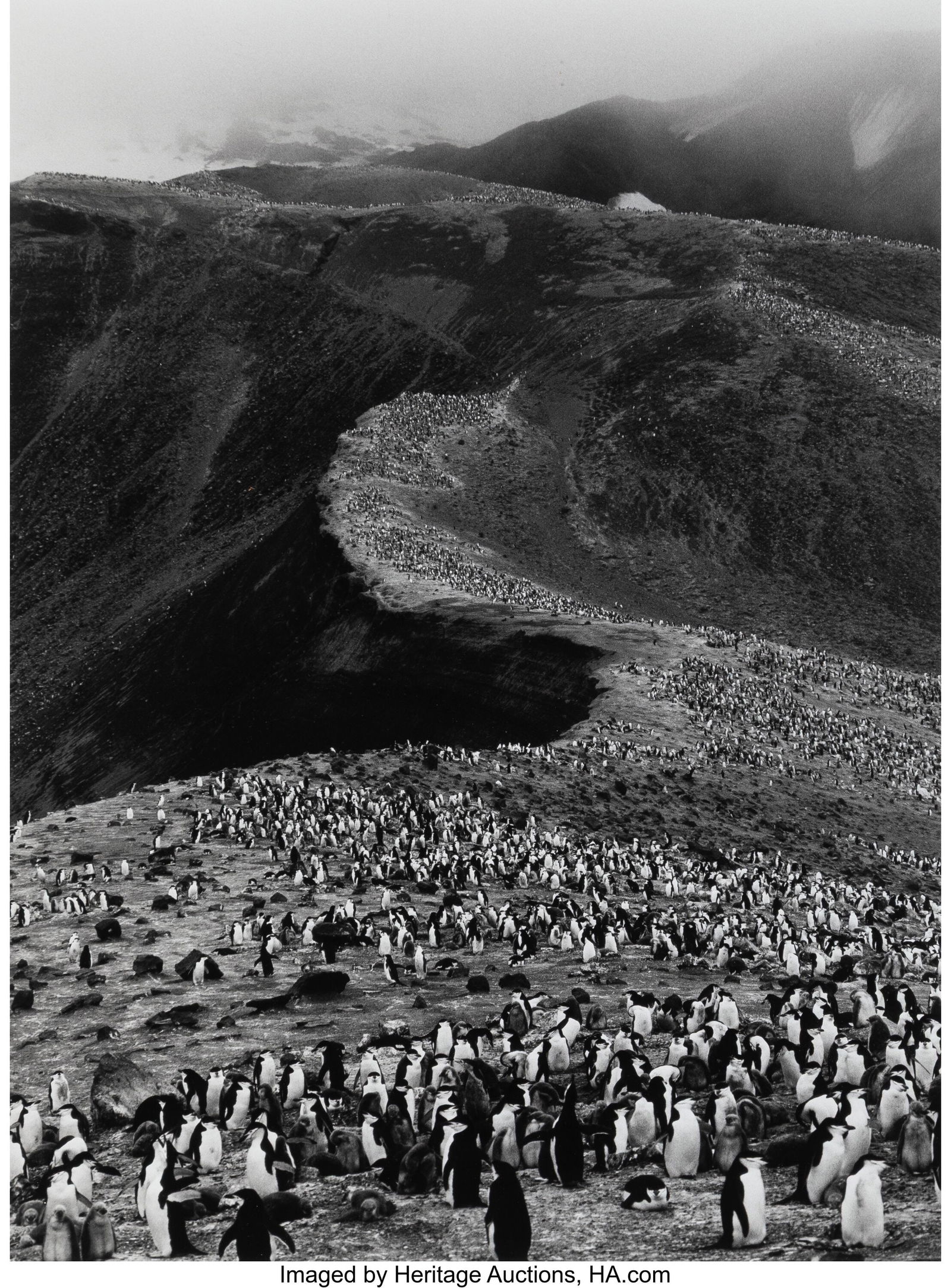 Sebastiao Salgado (Brazilian, 1944-2025) Chinstr: Sebastiao Salgado (Brazilian, 1944-2025) Chinstrap Penguins, Pygoscelis Antarctica, Deception Island, 2005 Gelatin silver print 20-1/8 x 15 inches (51&period
