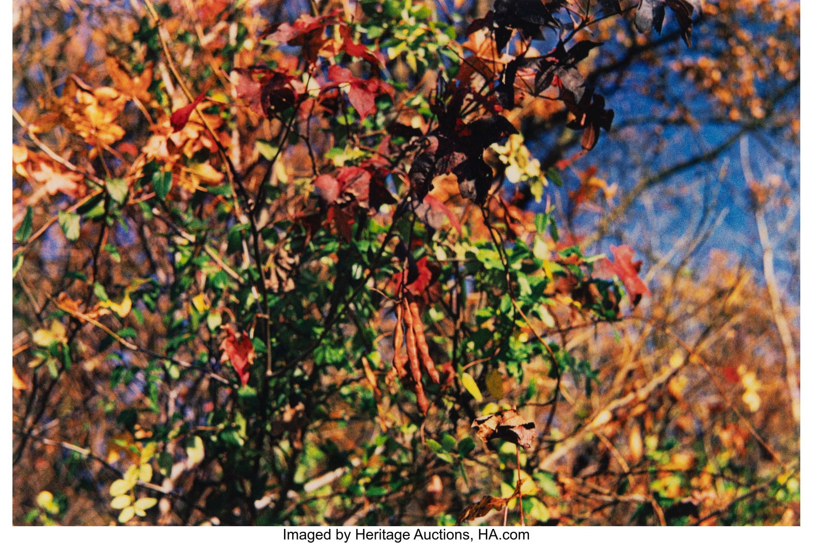 William Eggleston (American, b. 1939) Untitled (: William Eggleston (American, b. 1939) Untitled (Foliage), 1992 Dye transfer print, printed 1993 12 x 17-3/4 inches (30.5 x 45.1 cm&r