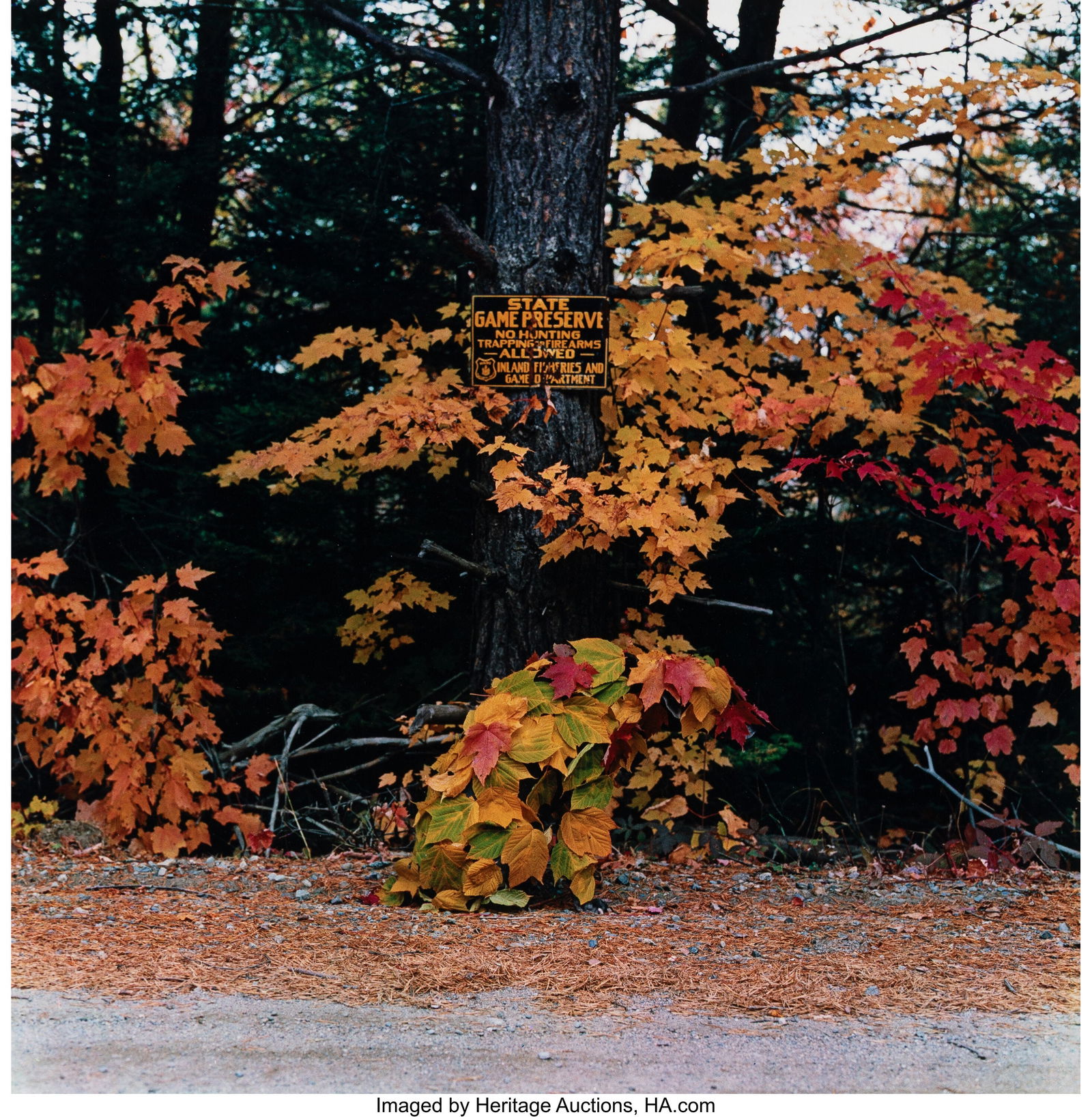 William Wegman (American, b. 1943) Rangeley, Mai (1 of 2)