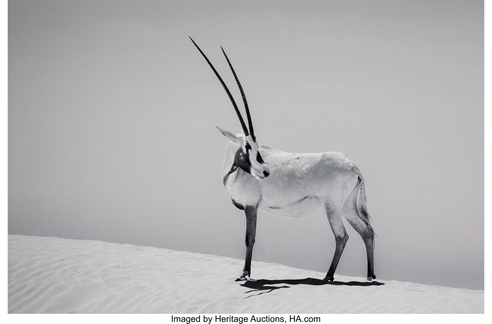 George Dian Balan (Romanian, b. 1981) Arabian On: George Dian Balan (Romanian, b. 1981) Arabian Onyx, 2025 Oversize digital pigment print 40 x 60 inches (101.6 x 152.4 cm) (image) 42 x 62