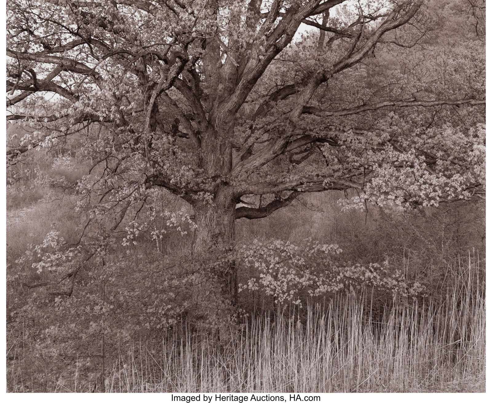 George Tice (American, 1938-2025) Oak Tree, Holm: George Tice (American, 1938-2025) Oak Tree, Holmdel, New Jersey, 1972 Toned gelatin silver print, printed 1980 15-1/4 x 19-1/4 inches (38.7