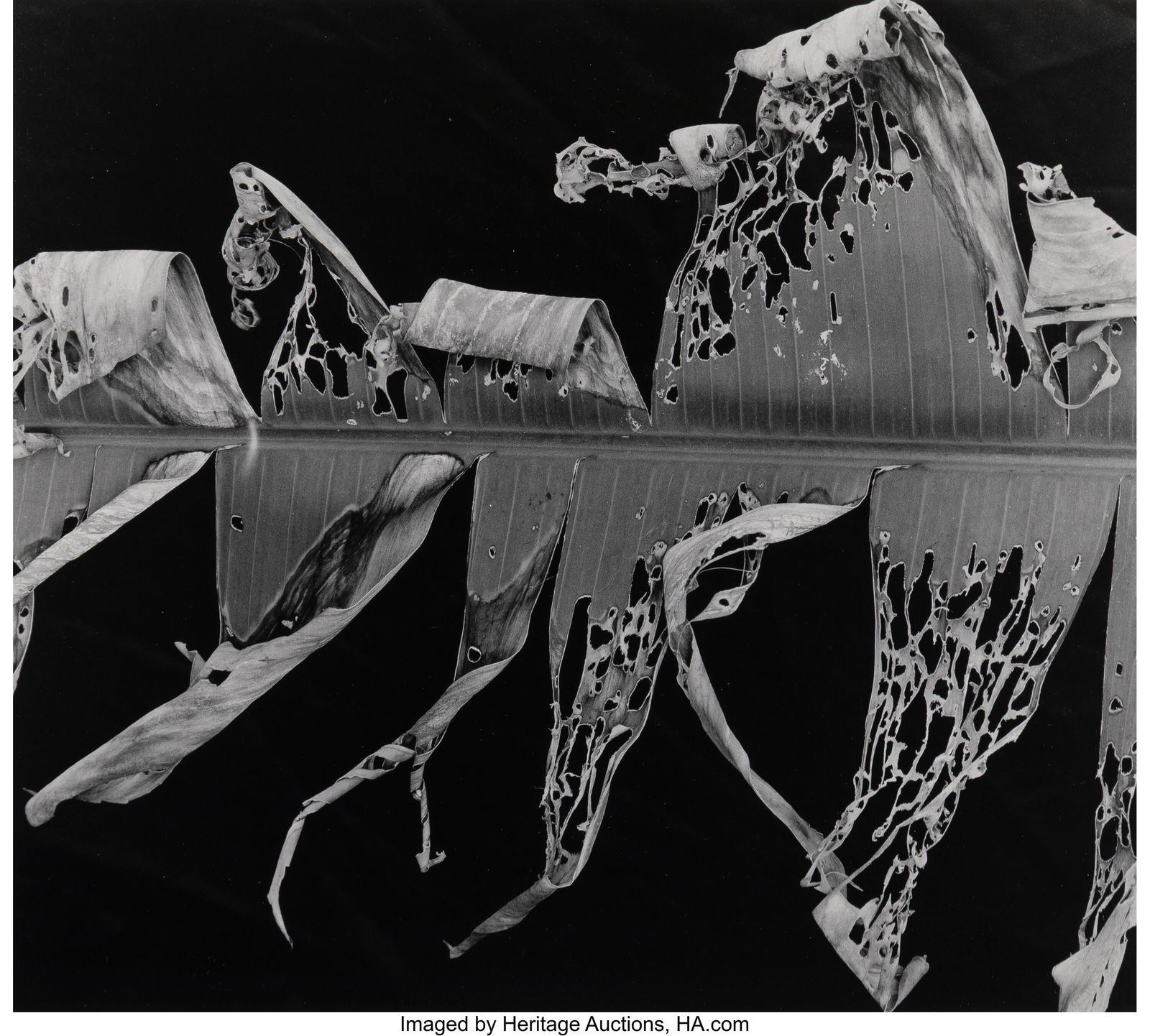 Brett Weston (American, 1911-1993) Torn Leaf (fr: Brett Weston (American, 1911-1993) Torn Leaf (from Hawai'i Portfolio), 1978 Gelatin silver print 10-1/2 x 12 inches (26.7 x 30.5 cm) (s