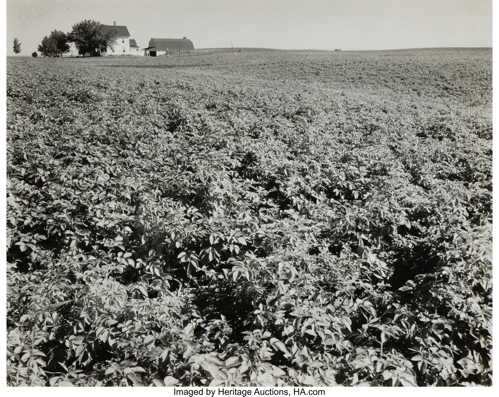 Berenice Abbott (American, 1898-1991) Field and  (1 of 3)