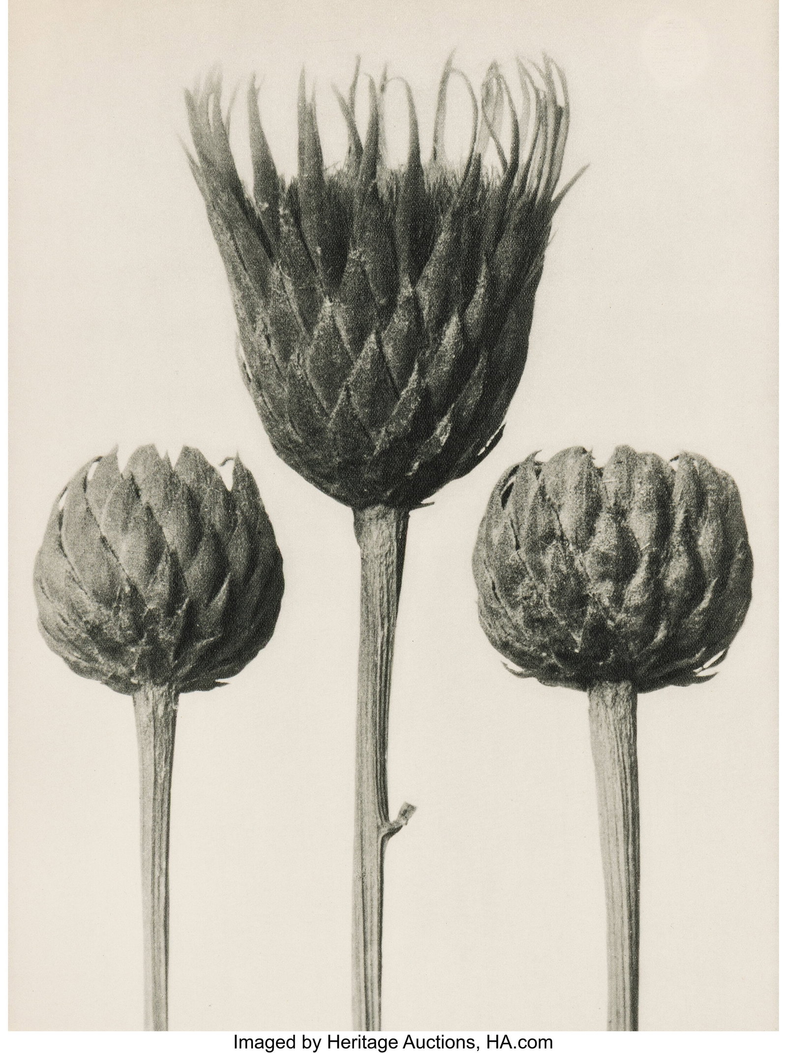 Karl Blossfeldt (German, 1865-1932) Group of 10 : Karl Blossfeldt (German, 1865-1932) Group of 10 photographs from "Urformen der Kunst", 1928 Photogravures 12-1/2 x 9-1/2 inches (31.8 x 24.1 cm) &