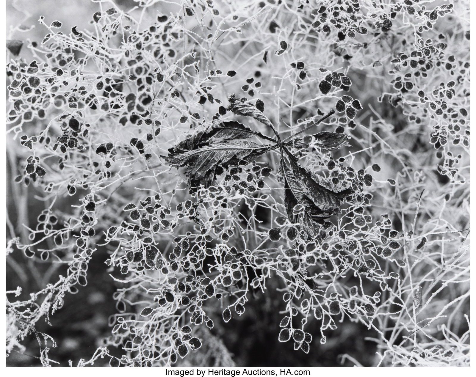 Edward Steichen (American, 1879-1973) Frost Ramb (1 of 3)