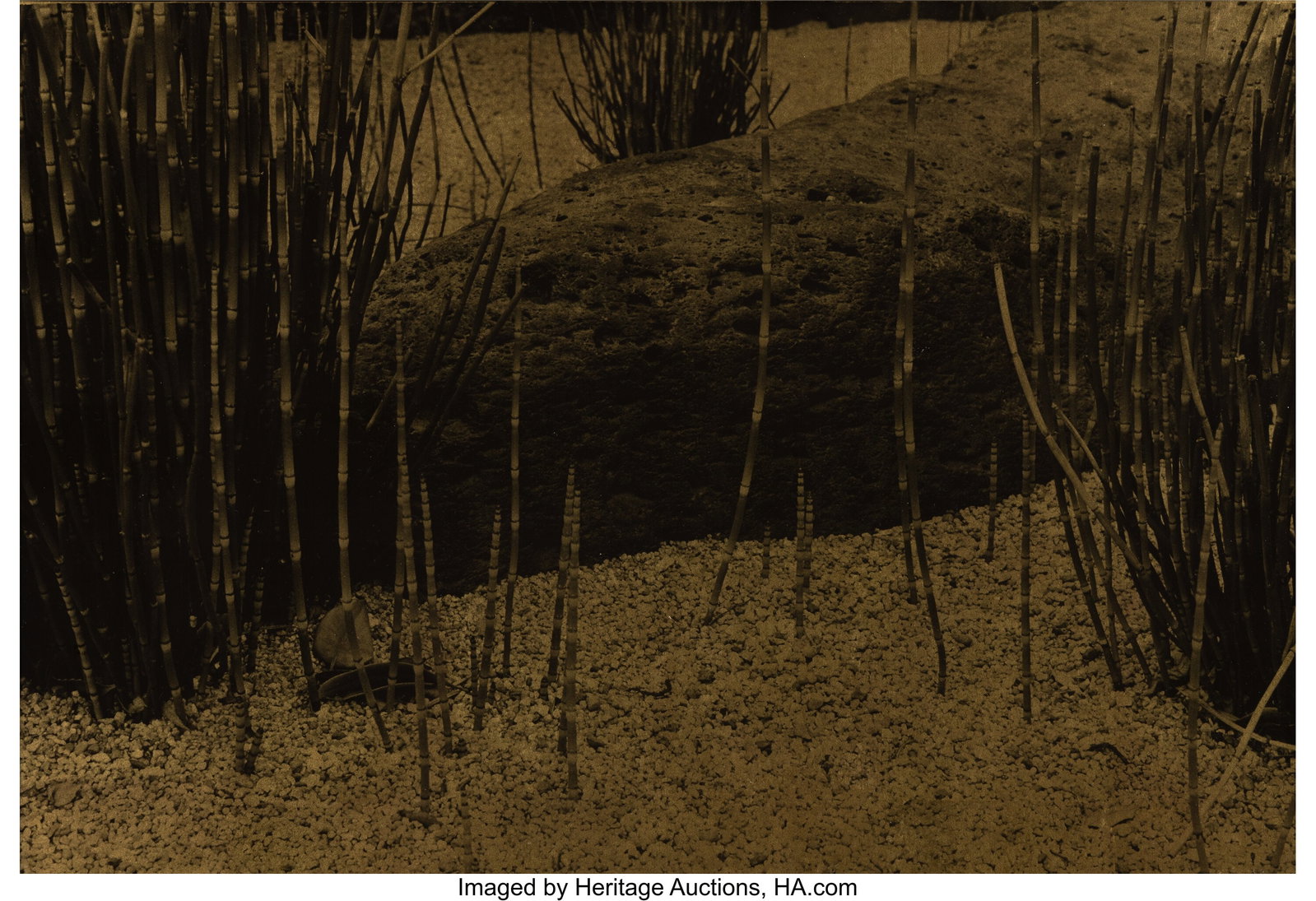 Sally Larsen (American, b. 1972) Reeds + Rock, T: Sally Larsen (American, b. 1972) Reeds + Rock, Tokyo, Japan, 1989 Orotone, printed 1992 12-3/4 x 19 inches (32.4 x 48.3
