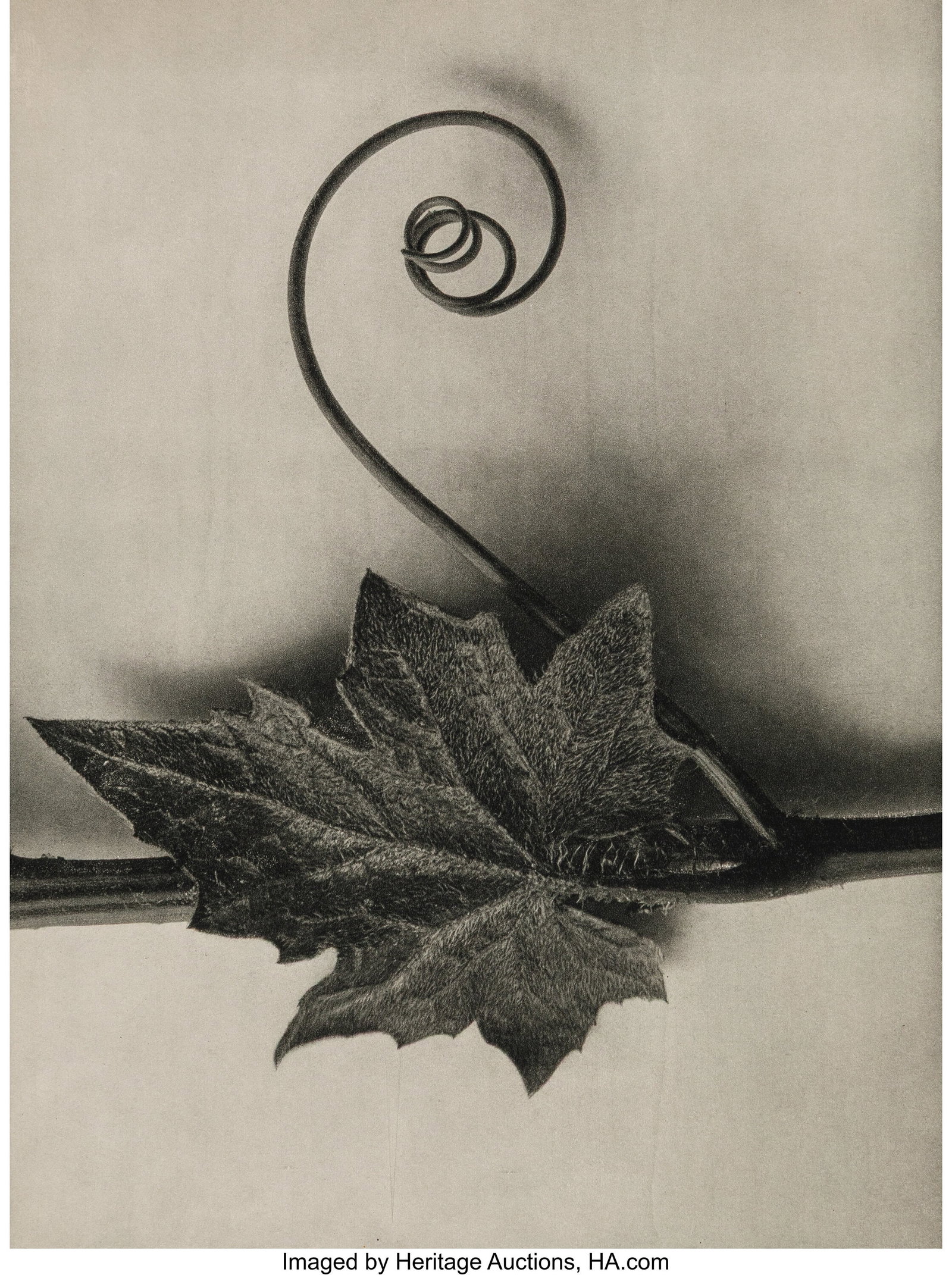 Karl Blossfeldt (German, 1865-1932) Group of 10 : Karl Blossfeldt (German, 1865-1932) Group of 10 photographs from "Urformen der Kunst" 1928 Photogravures 12-1/4 x 9-1/8 inches (31.1 x 23.2 cm)