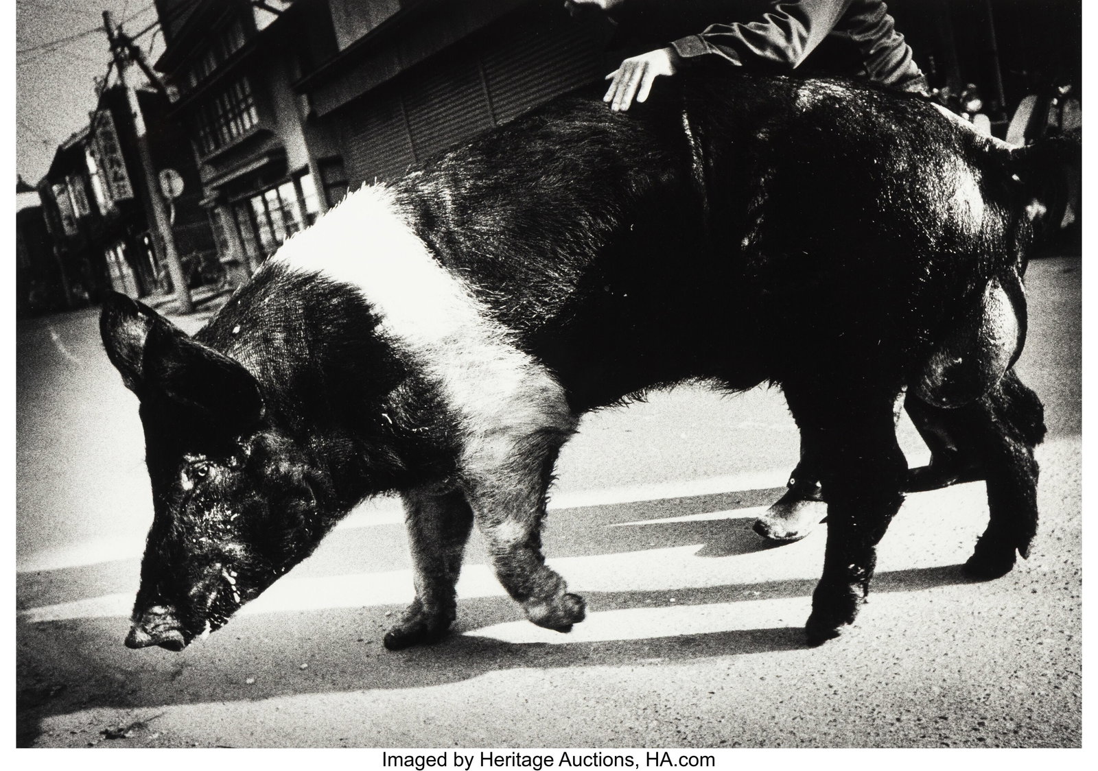 Daido Moriyama (Japanese, b. 1938) Pig, 1976 Gel (1 of 3)