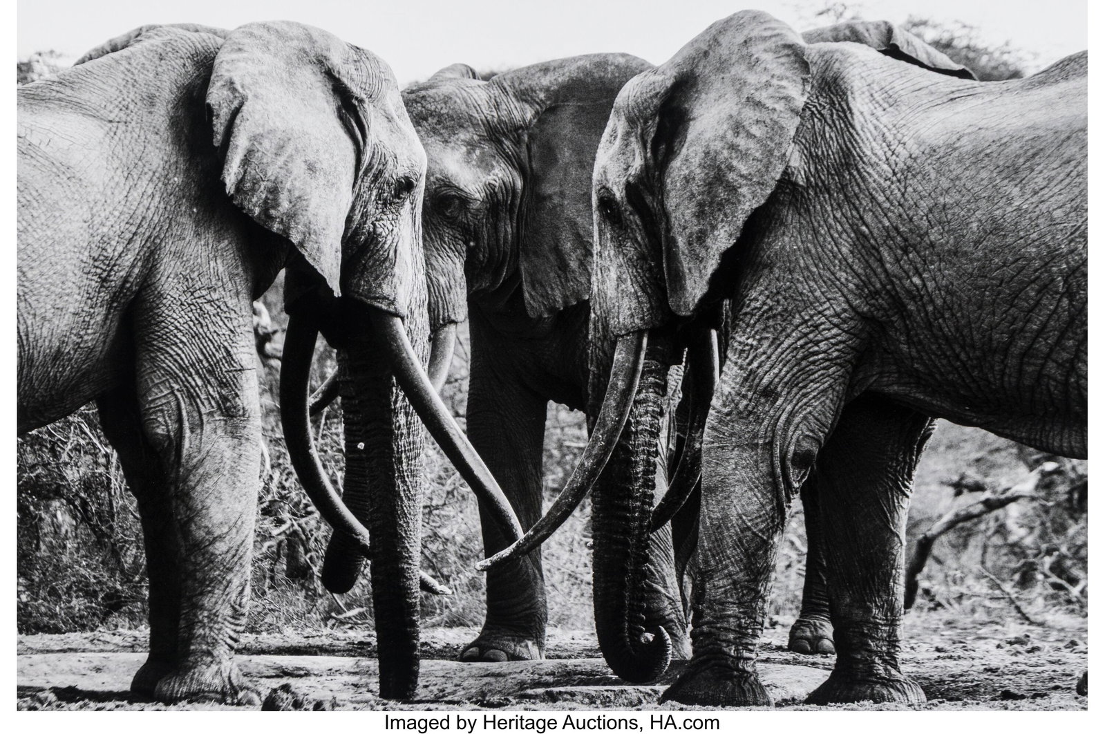 Raphael Mazzucco (Canadian, b. 1965) Elephants,  (1 of 2)
