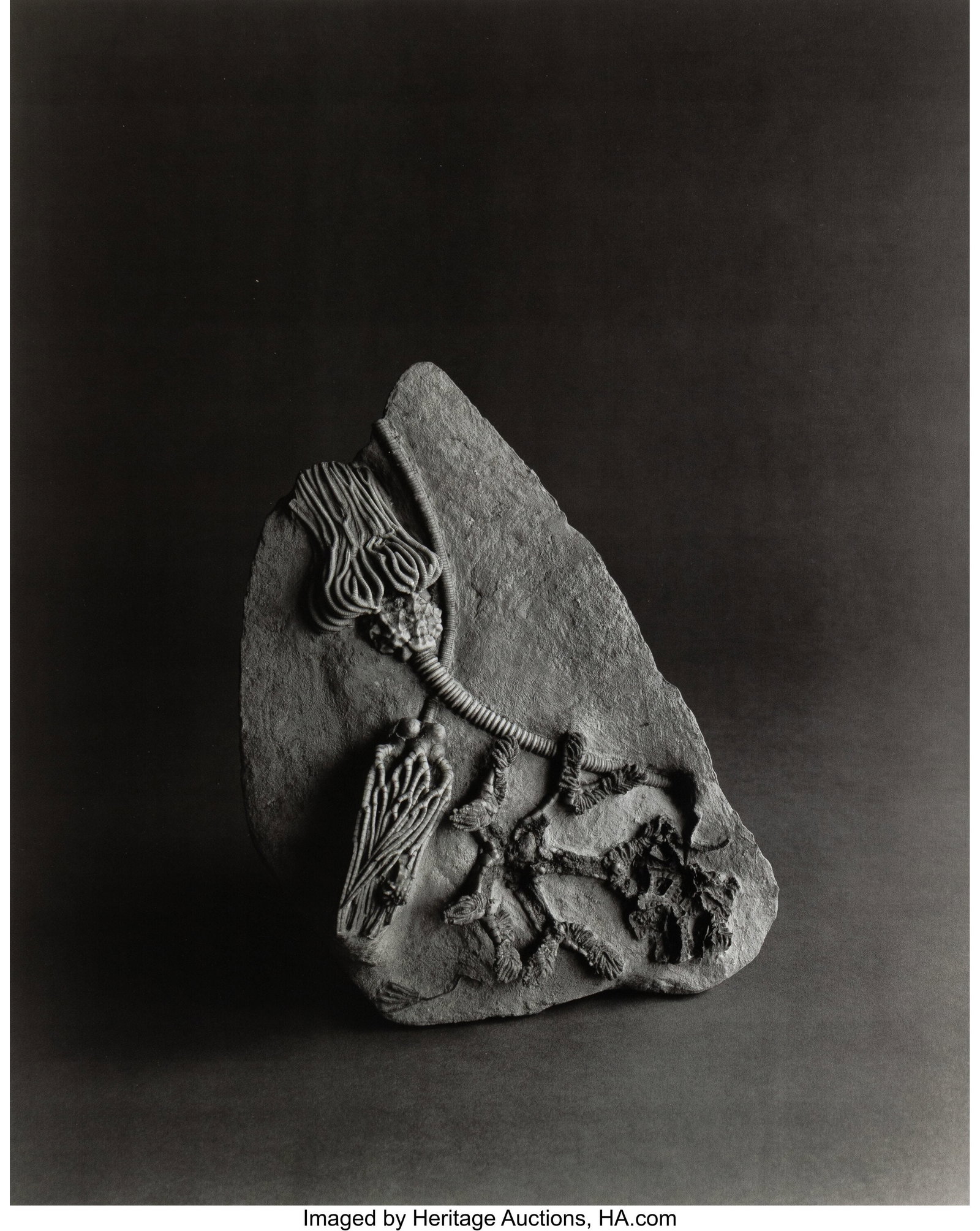 Hiroshi Sugimoto (Japanese, b. 1948) History of  (1 of 2)