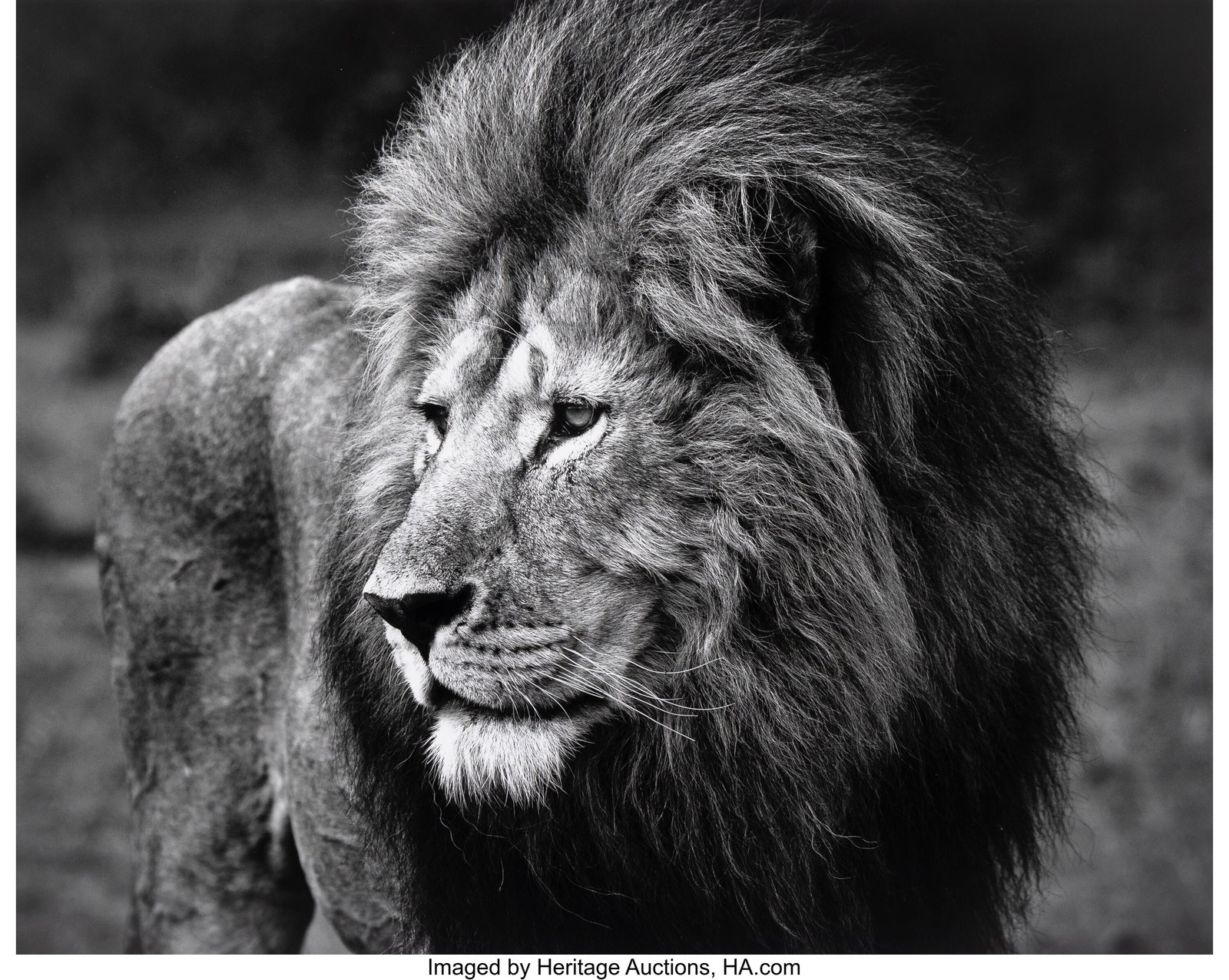 Raphael Mazzucco (Canadian, b. 1965) Lion, 2019 : Raphael Mazzucco (Canadian, b. 1965) Lion, 2019 Oversized digital pigment print 27-1/2 x 44 inches (69.8 x 111.8 cm) (image) 32 x 44 