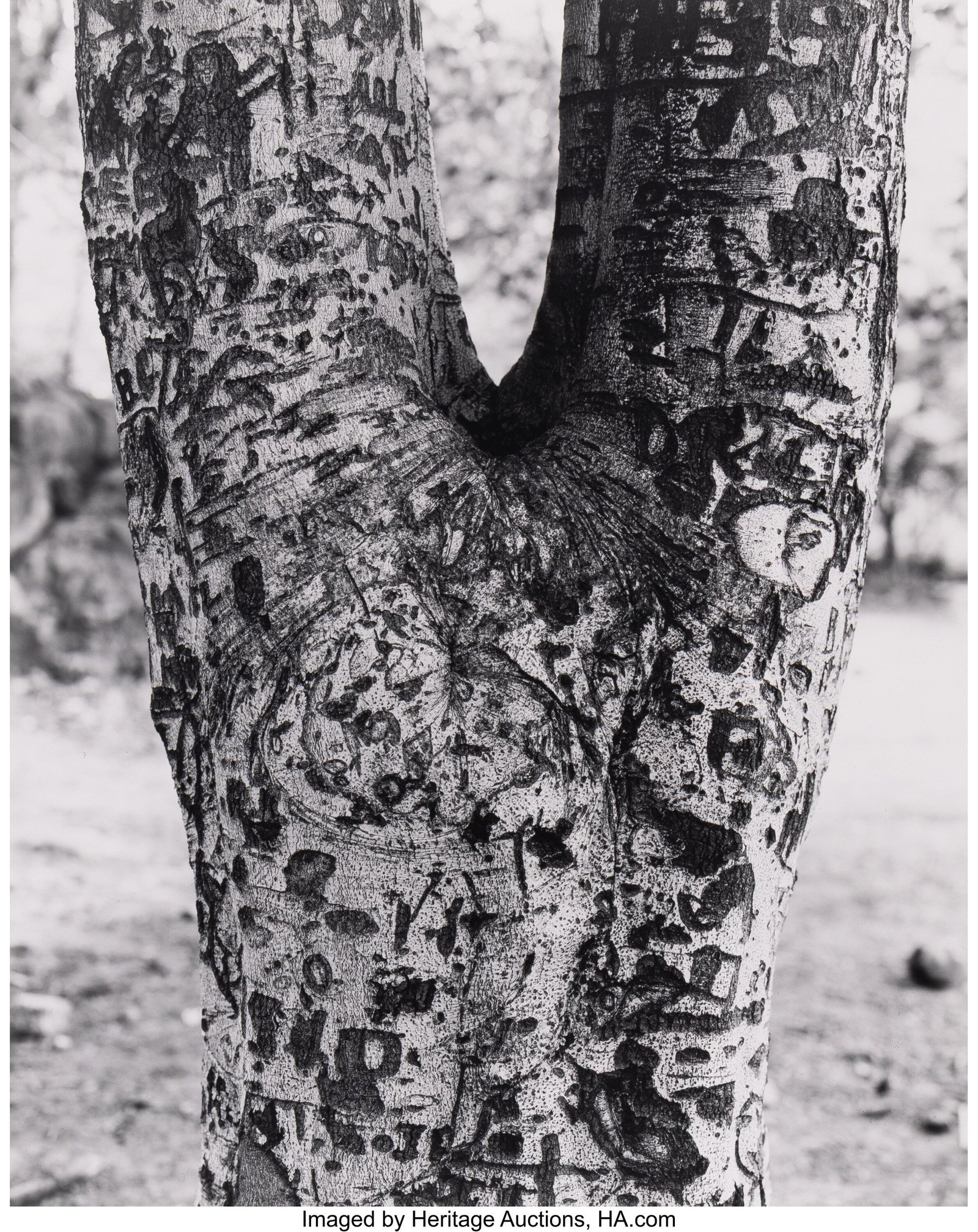 George Tice (American, 1938-2025) Tree with Carv: George Tice (American, 1938-2025) Tree with Carvings, Paterson, New Jersey, 1967 Gelatin silver print, printed 1985 15-3/8 x 19-1/2 inches (39&peri