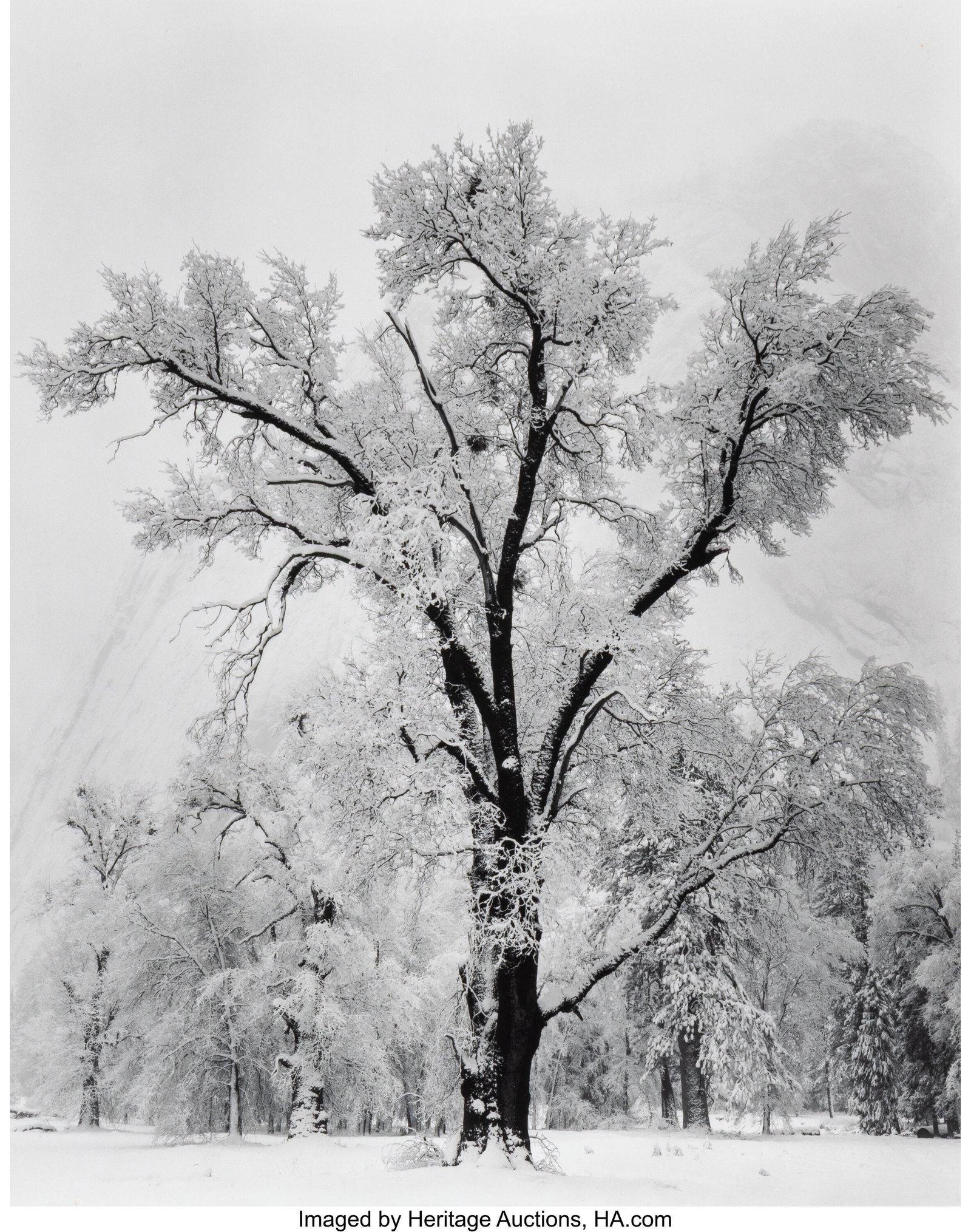 Ansel Adams (American, 1902-1984) Oaktree, Snows: Ansel Adams (American, 1902-1984) Oaktree, Snowstorm, Yosemite National Park, California, 1948 Gelatin silver print, printed later by Alan Ross 9-1/2 