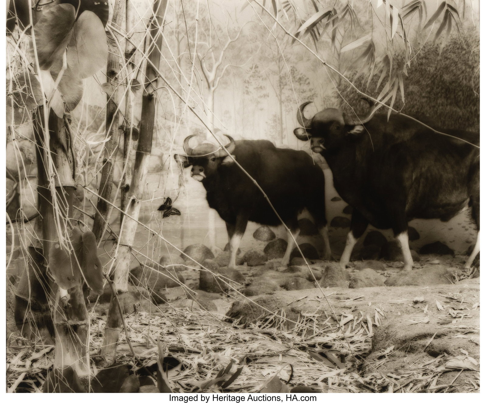Lynn Geesaman (American, 1938-2020) Pelicans; Wa: Lynn Geesaman (American, 1938-2020) Pelicans; Water Buffalo (2 works) (from Natural History series), 1985 Gelatin silver prints 18-1/2 x 22-1/2 i