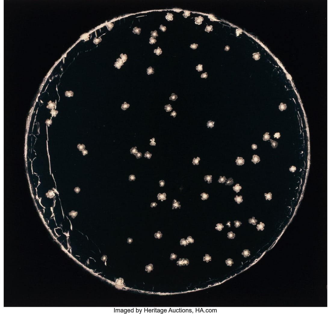 Gary Schneider (English/South African, b. 1954) : Gary Schneider (English/South African, b. 1954) Botanical Specimen #5, 1992 Gelatin silver print with applied ink 4-5/8 x 4-7/8 inches (11.7 x 