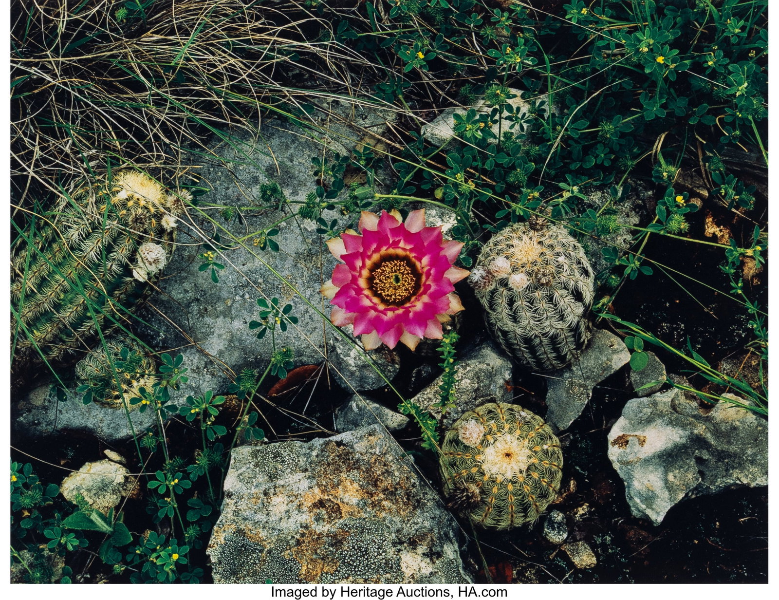 Jim Bones (American, 1943-2023) Lace Cactus and : Jim Bones (American, 1943-2023) Lace Cactus and Yellow Sand, Austin, Texas, 1979 Dye transfer print 10 x 12-7/8 inches (25.4 x 32.7 cm) &l