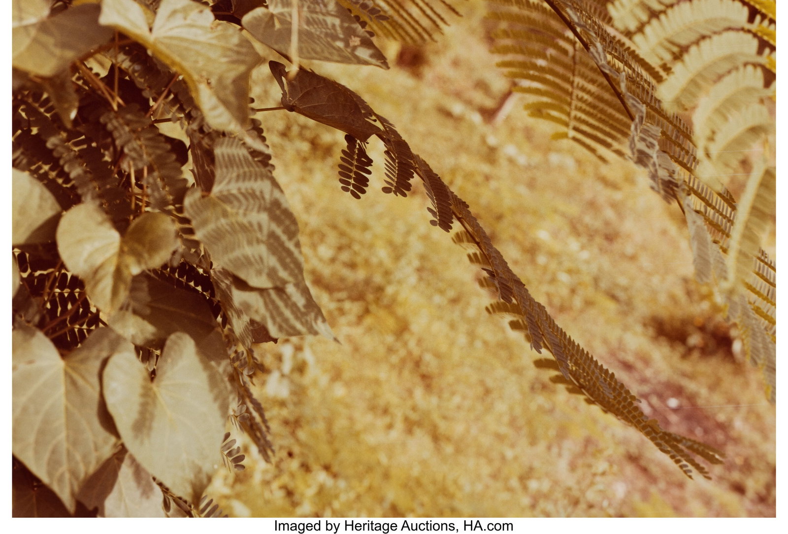William Eggleston (American, b. 1939) Untitled ( (1 of 3)