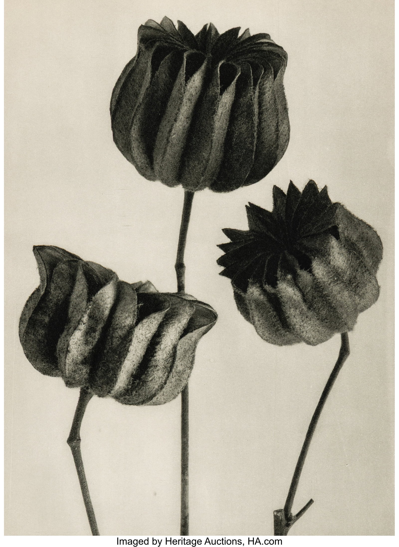 Karl Blossfeldt (German, 1865-1932) Group of 10 : Karl Blossfeldt (German, 1865-1932) Group of 10 photographs from "Urformen der Kunst", 1928 Photogravures 12-1/2 x 9-1/2 inches (31.8 x 24.1 cm) &