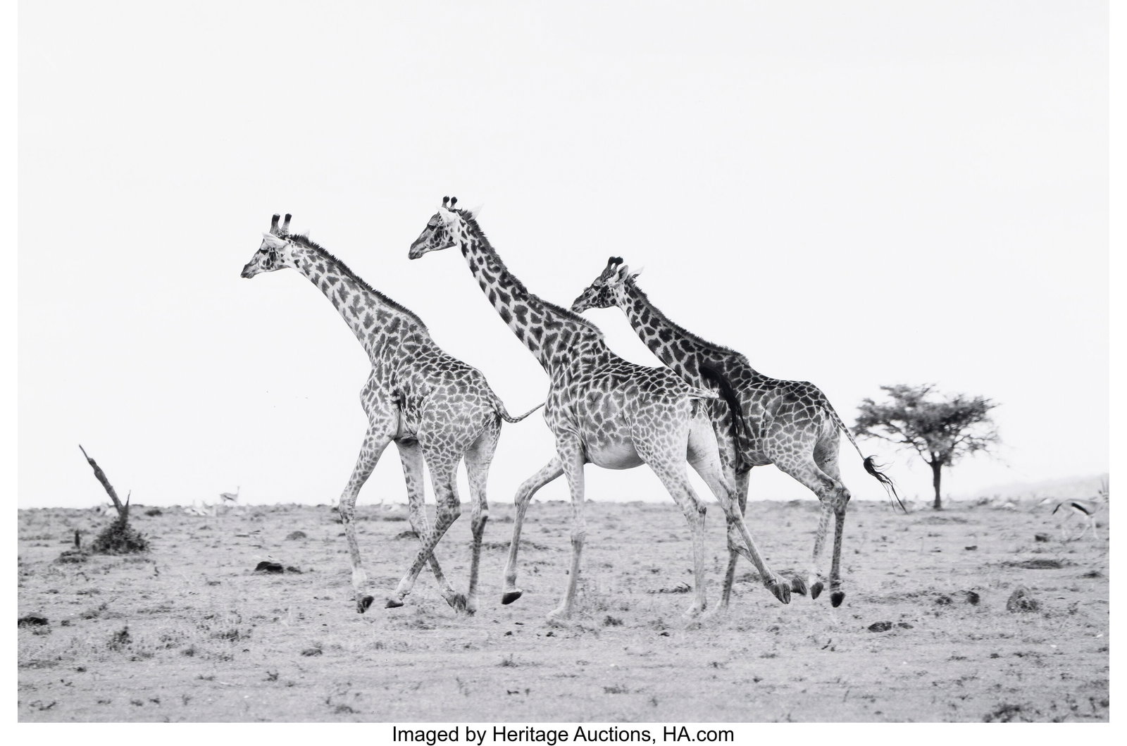 Raphael Mazzucco (Canadian, b. 1965) Giraffes, c (1 of 2)