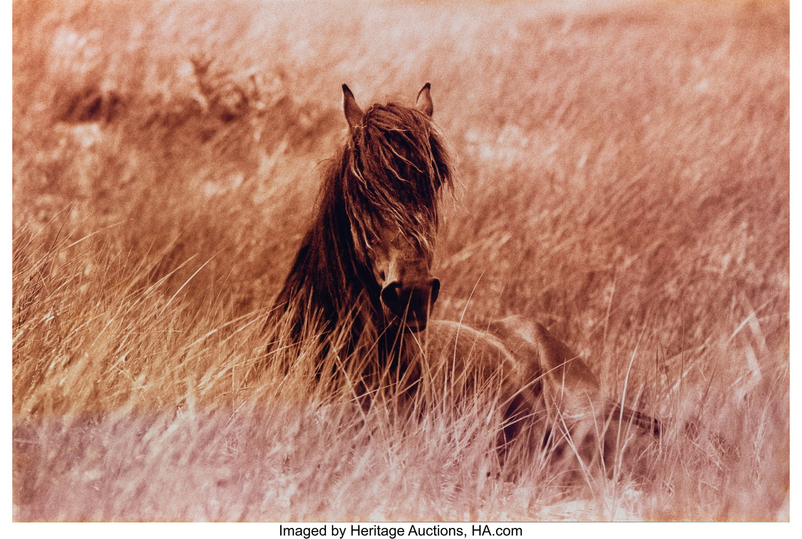 Roberto Dutesco (Canadian, b. 1961) Pride, Sable: Roberto Dutesco (Canadian, b. 1961) Pride, Sable Island, 1994 Digital pigment print, printed 2007 25 x 16 inches (63.5 x 40.6 cm) &lpar