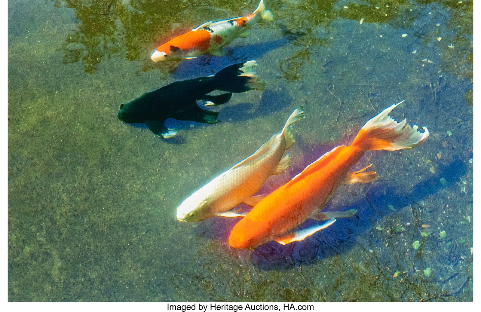 Unknown Photographer (American, 20th Century) Ko: Unknown Photographer (American, 20th Century) Koi Fish (4 works) Digital pigment prints 8-1/2 x 11 inches (21.6 x 27.9 cm) (sheets) HID0