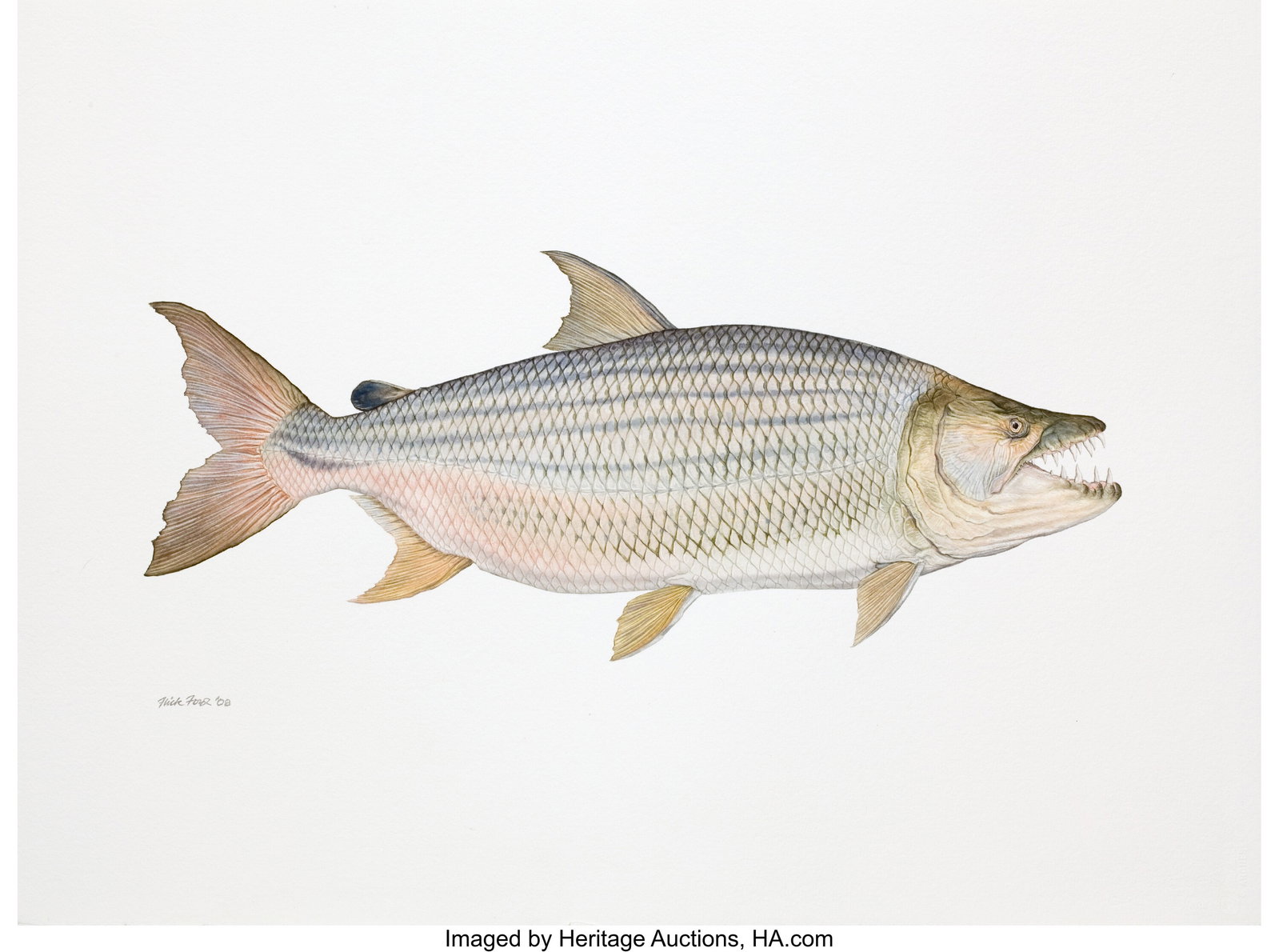 Flick Ford (American, b. 1954) Goliath Tiger Fis: Flick Ford (American, b. 1954) Goliath Tiger Fish, Big, The 50 Greatest World Record Catches, pages 148-149, 2008 Watercolor on paper 22.5 x 30