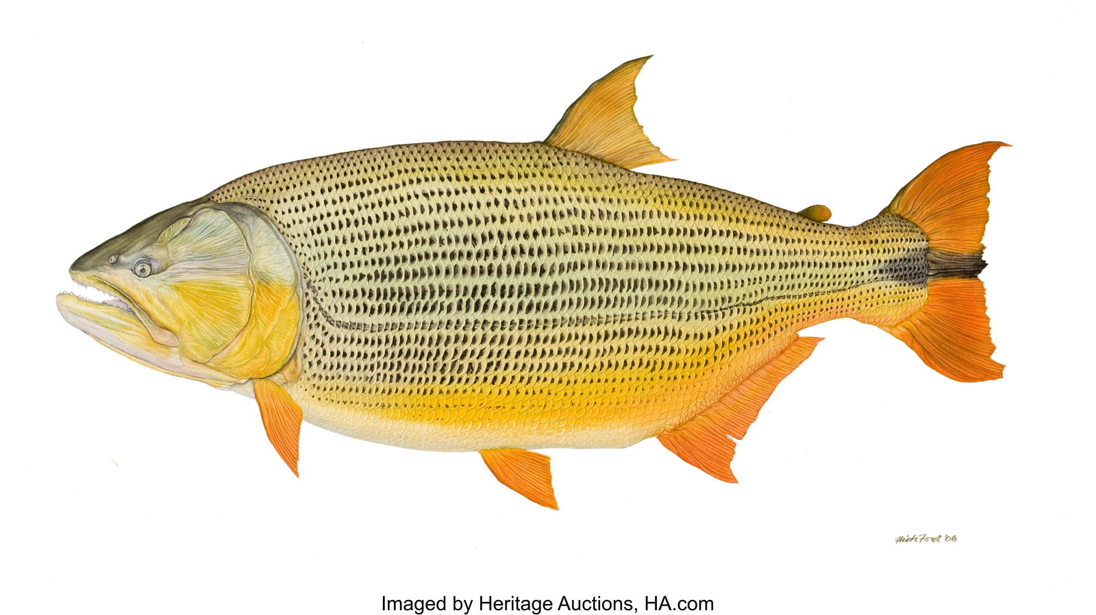 Flick Ford (American, b. 1954) World Record Gold: Flick Ford (American, b. 1954) World Record Golden Dorado, 2008 Watercolor on paper 22.5 x 30 in. Signed and dated lower right This is the exact depiction
