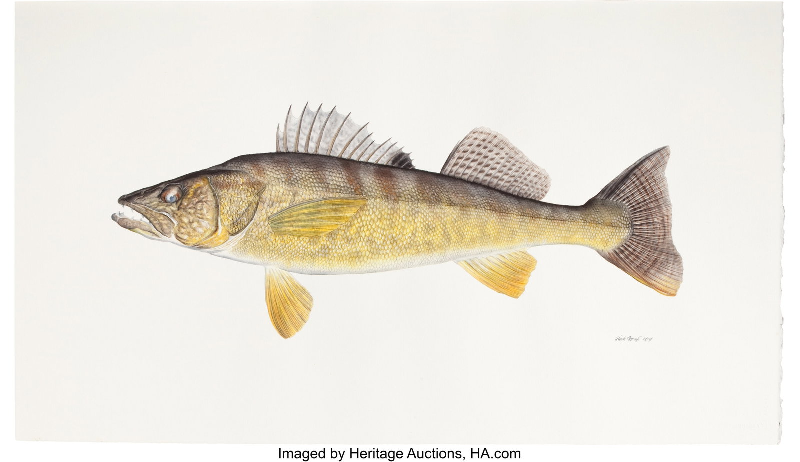 Flick Ford (American, b. 1954) Walleye, Fish, 77 (1 of 3)