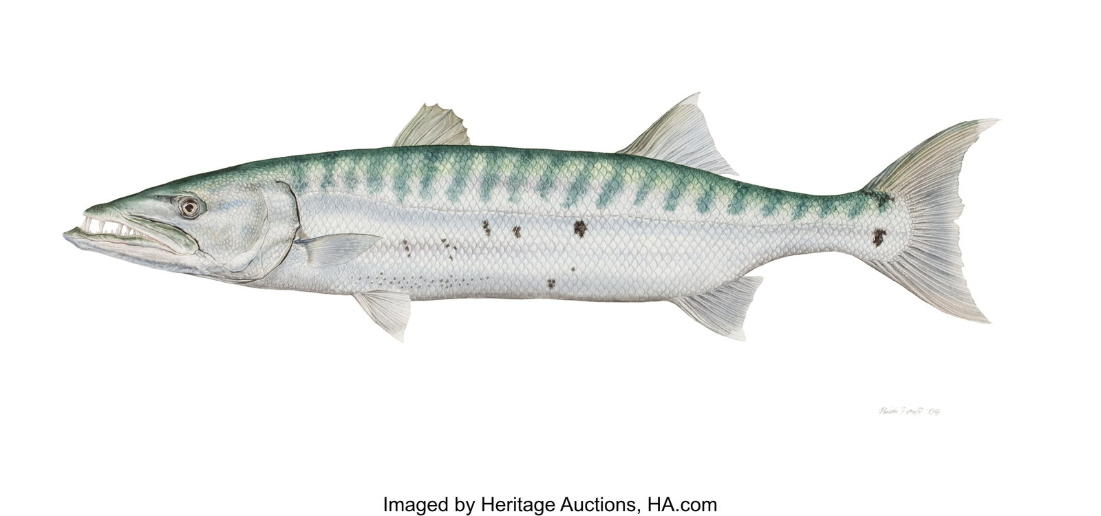 Flick Ford (American, b. 1954) World Record Barr: Flick Ford (American, b. 1954) World Record Barracuda, 2008 Watercolor on paper 22.5 x 30.5 in. Signed and dated lower right This is the exact