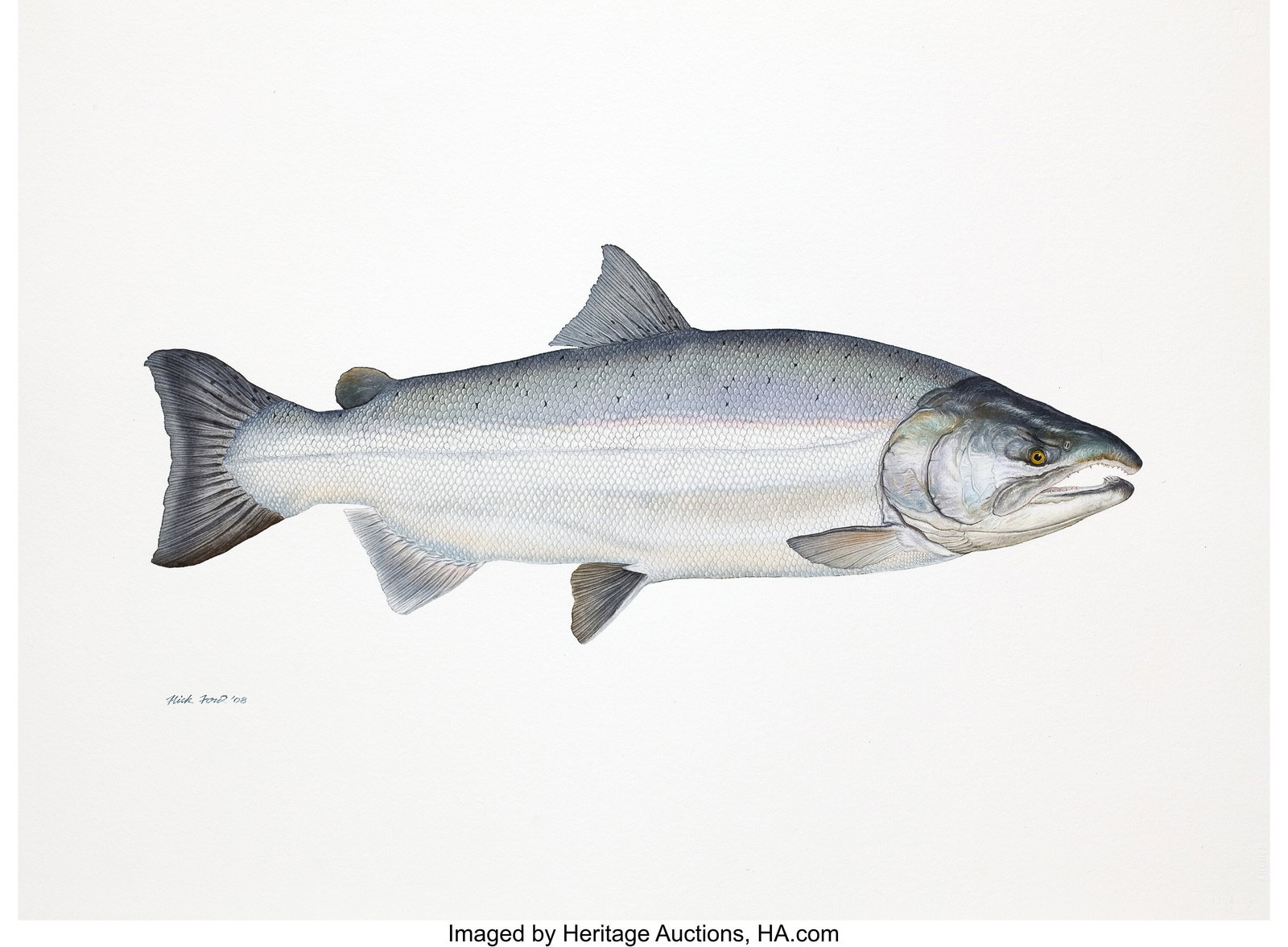 Flick Ford (American, b. 1954) Coho Salmon, Big,: Flick Ford (American, b. 1954) Coho Salmon, Big, The 50 Greatest World Record Catches, pages 202-203, 2008 Watercolor on paper 23 x 30.5