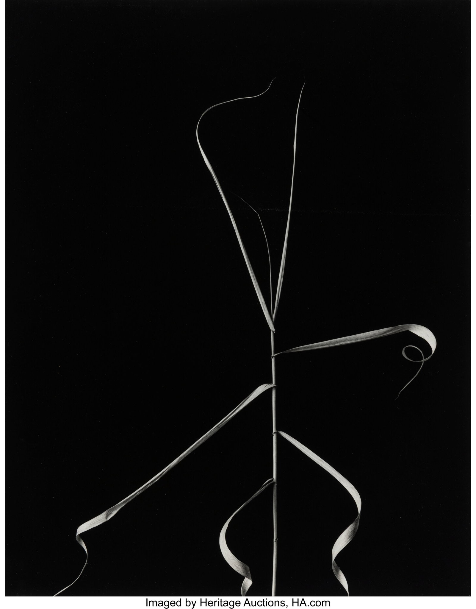 Harry Callahan (American, 1912-1999) Aix-en-Prov (1 of 2)