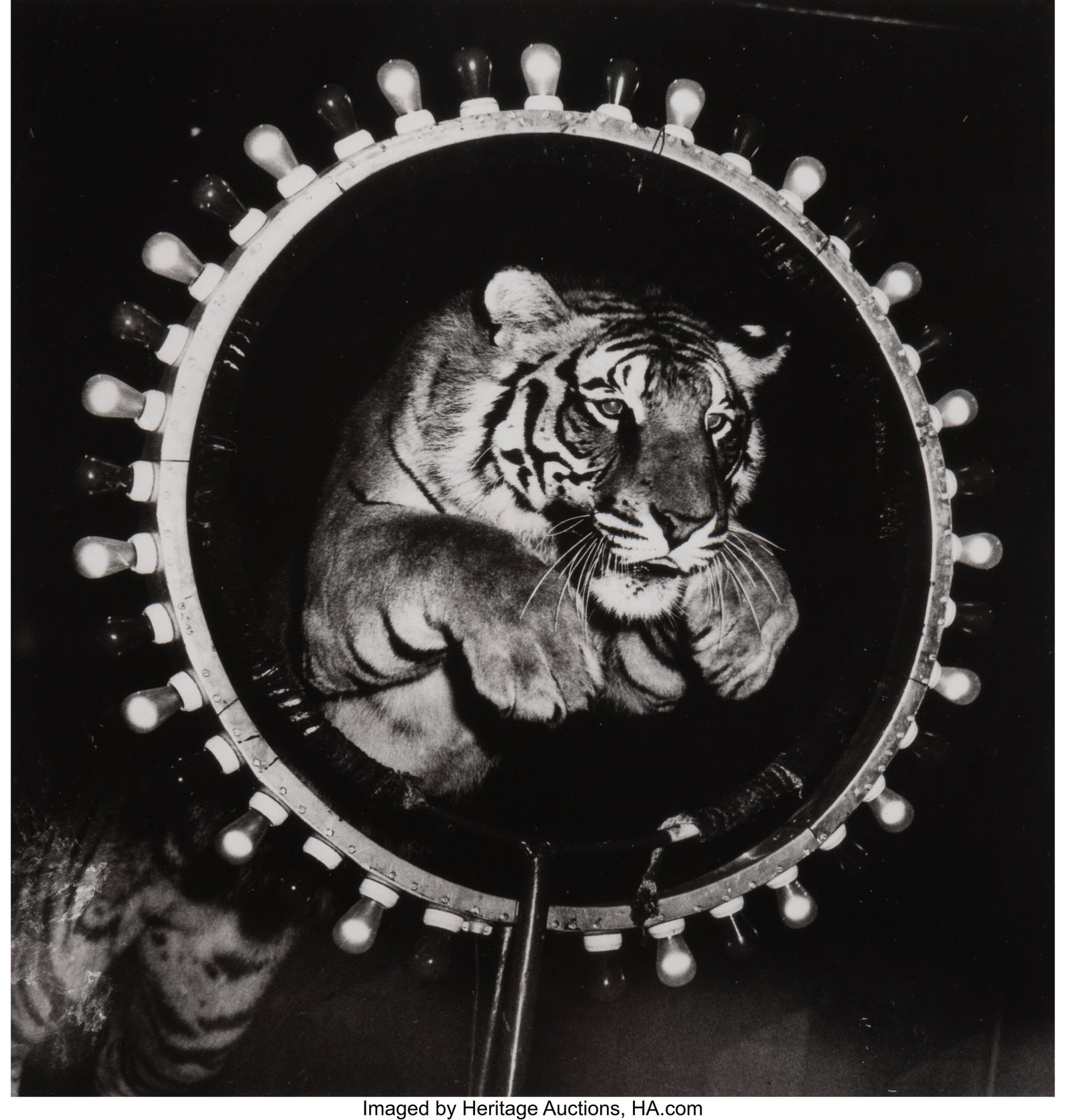 Weegee (American, 1899-1968) Tiger Jumping Throu: Weegee (American, 1899-1968) Tiger Jumping Through a Hoop, circa 1945 Gelatin silver print, ferrotyped 8 x 7-1/2 inches (20.3 x 19.1 cm) (i