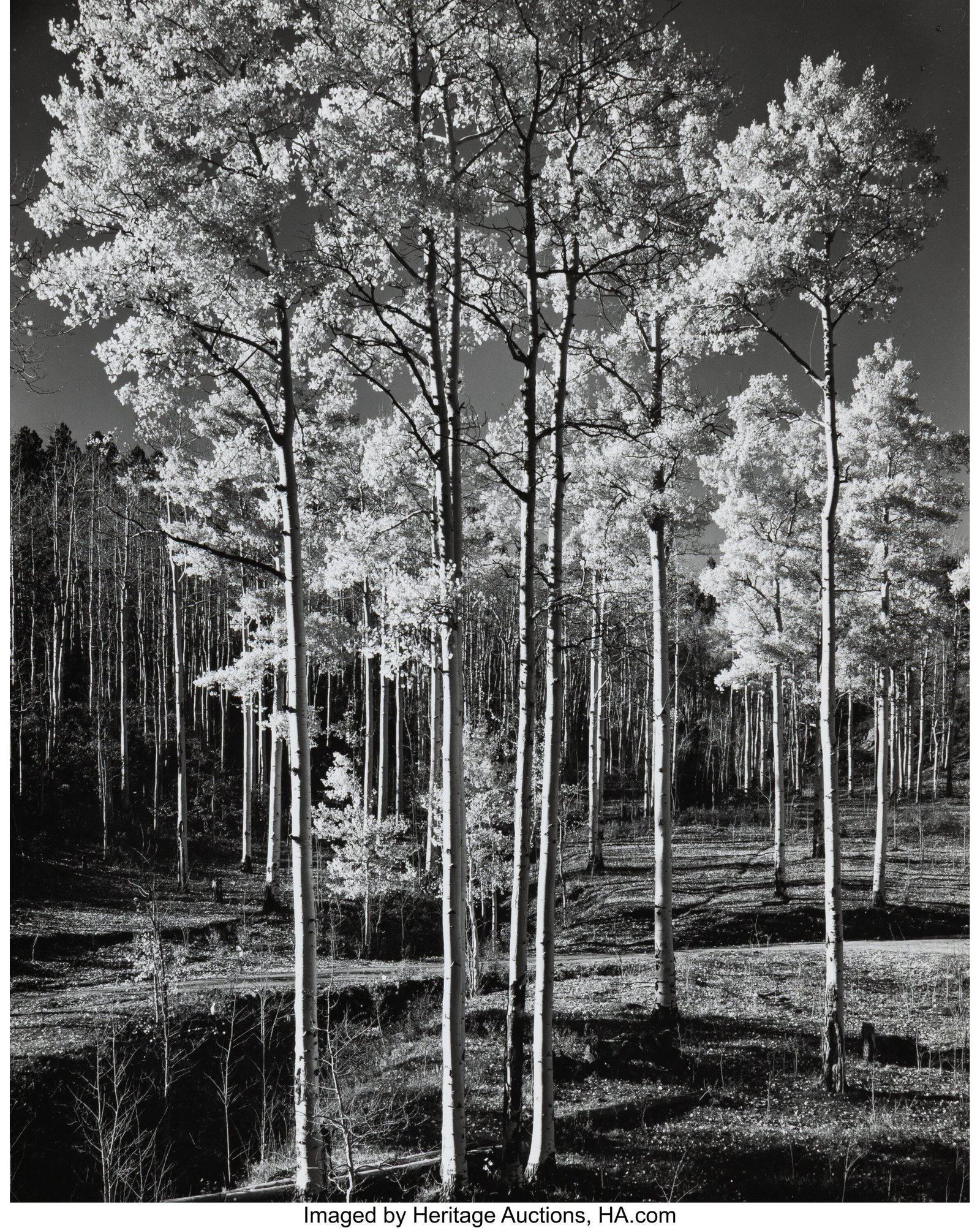 Laura Gilpin (American, 1891-1979) Aspens, Rio G: Laura Gilpin (American, 1891-1979) Aspens, Rio Grande, 1945 Gelatin silver print, printed later 9-1/2 x 7-5/8 inches (24.1 x 19.4 cm) 