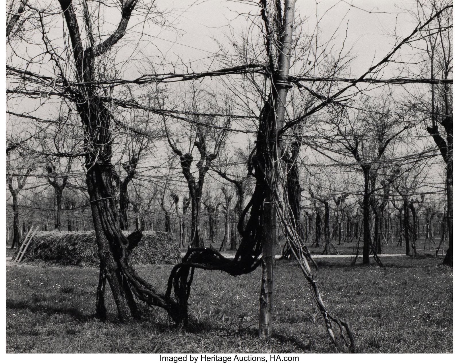 Paul Strand (American, 1890-1976) Grape Vines, L: Paul Strand (American, 1890-1976) Grape Vines, Luzzara, Italy, 1953 Gelatin silver print, printed later 4-1/2 x 5-7/8 inches (11.4 x 14&peri