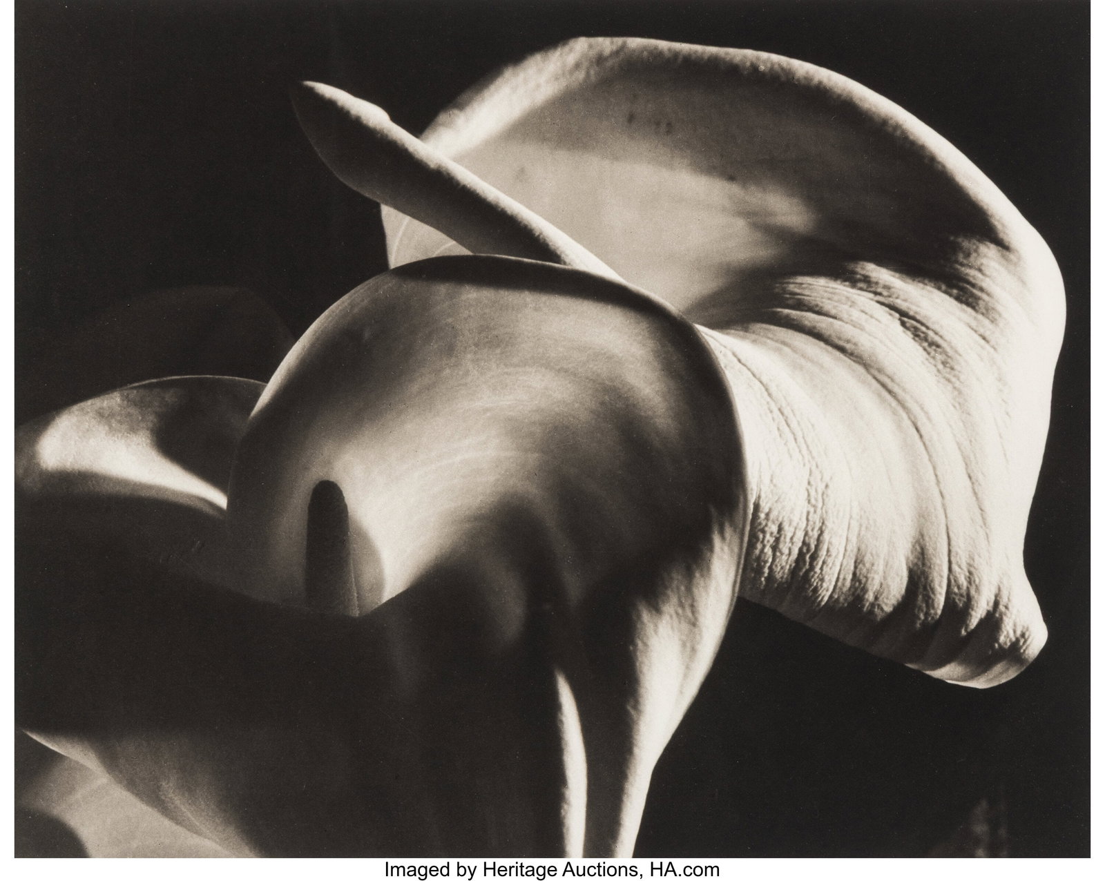 Horst P. Horst (American/German, 1906-1999) Call: Horst P. Horst (American/German, 1906-1999) Calla Aethiopica, 1945 Platinum palladium print, printed later by Martin Axon 15-1/2 x 19-1/4 inches (39