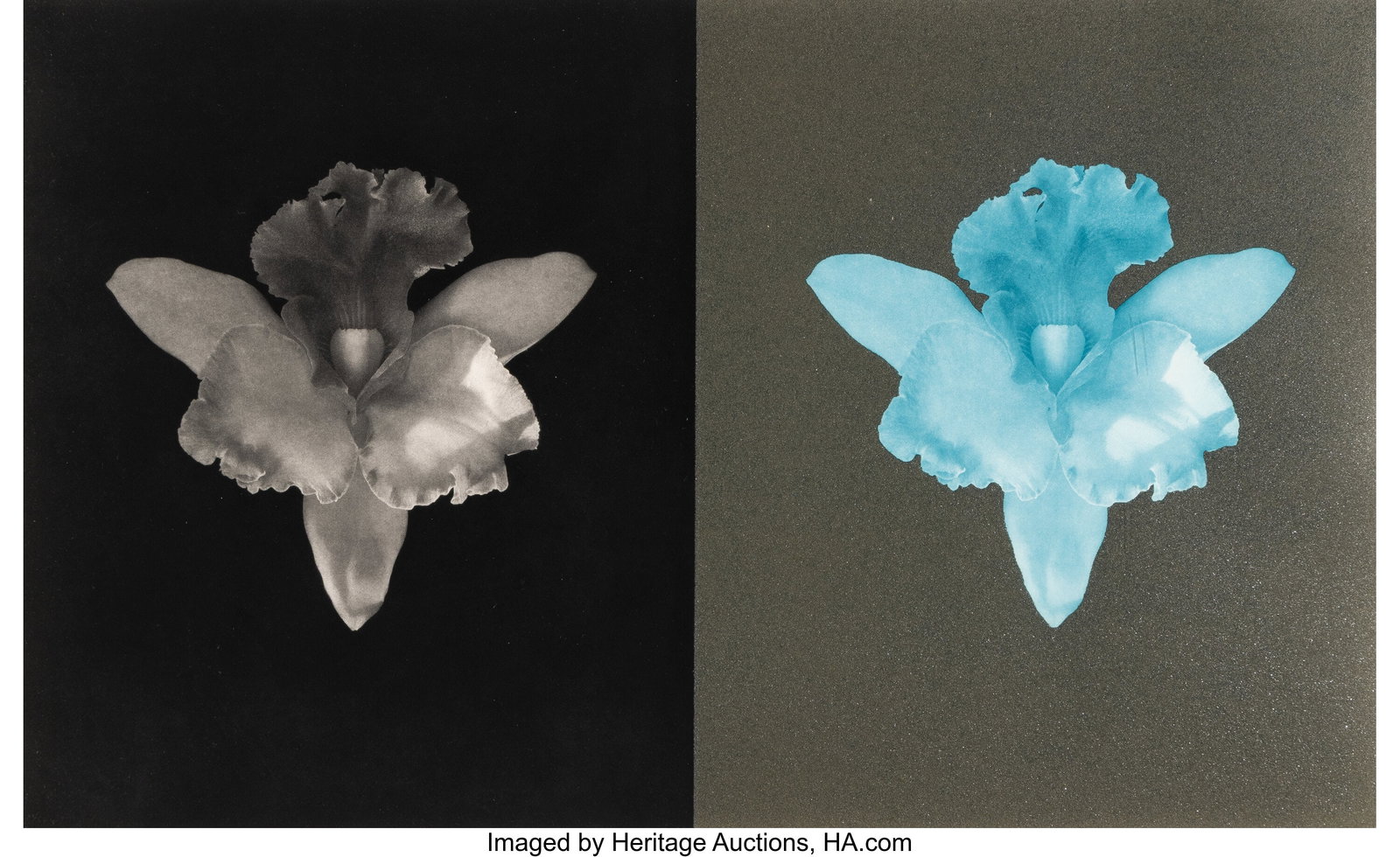 Robert Mapplethorpe (American, 1946-1989) Tampa  (1 of 2)