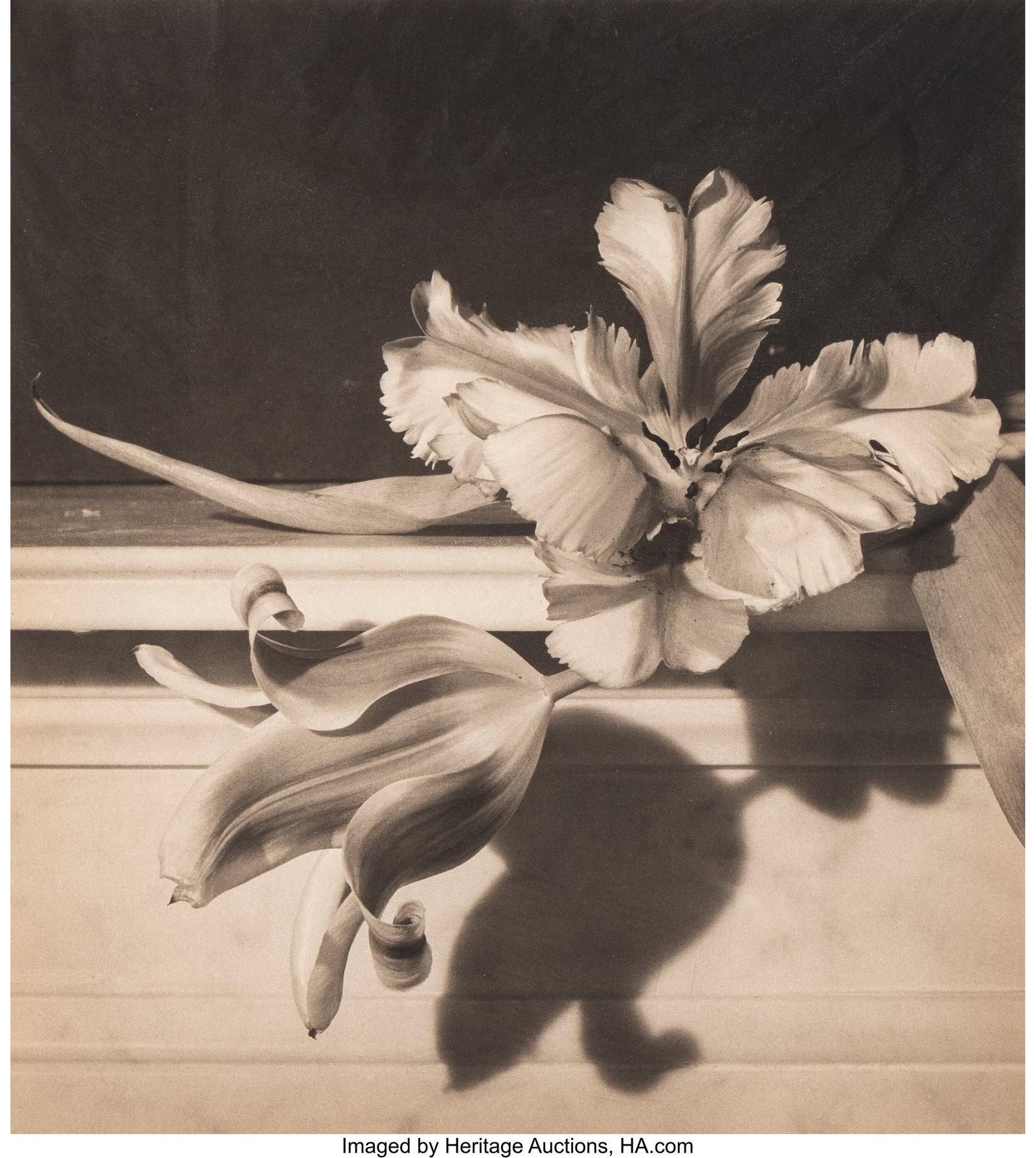 Horst P. Horst (American/German, 1906-1999) Tuli: Horst P. Horst (American/German, 1906-1999) Tulips, Oyster Bay, New York, 1989 Platinum palladium print 17 x 15-1/2 inches (43.2 x 39&perio